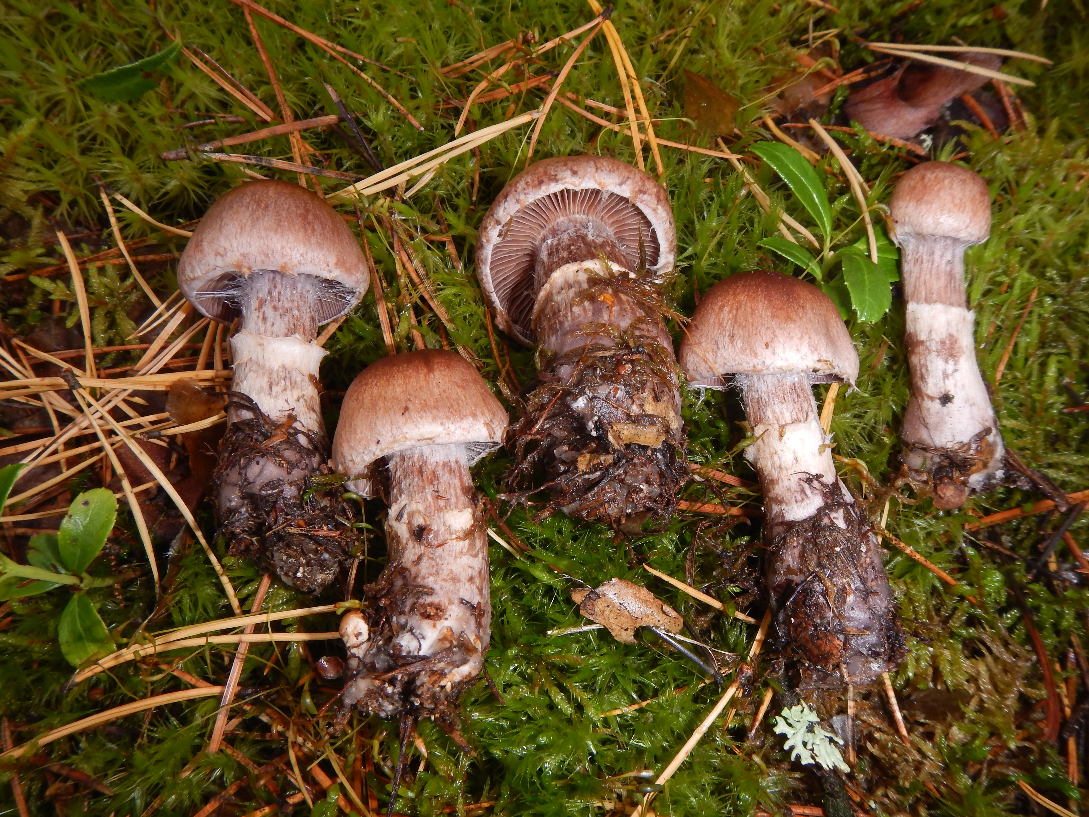 : Cortinarius adustorimosus.