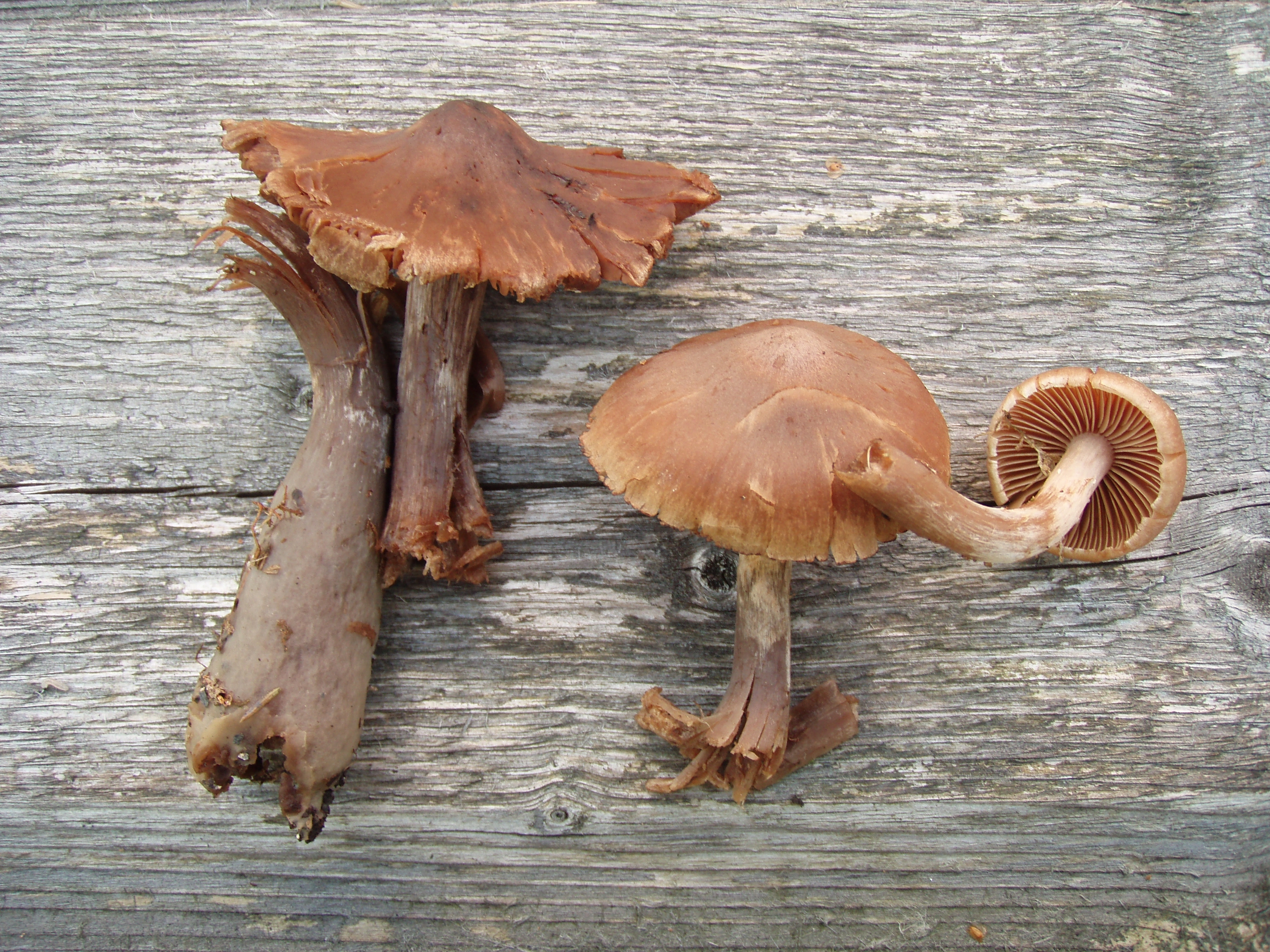 : Cortinarius anisatus.