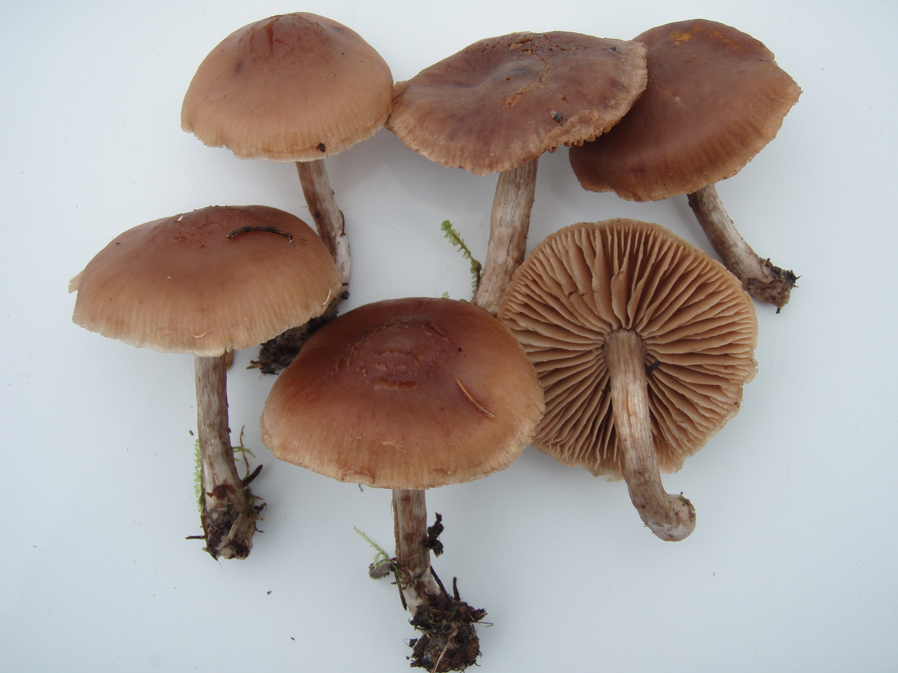 : Cortinarius boreasensis.