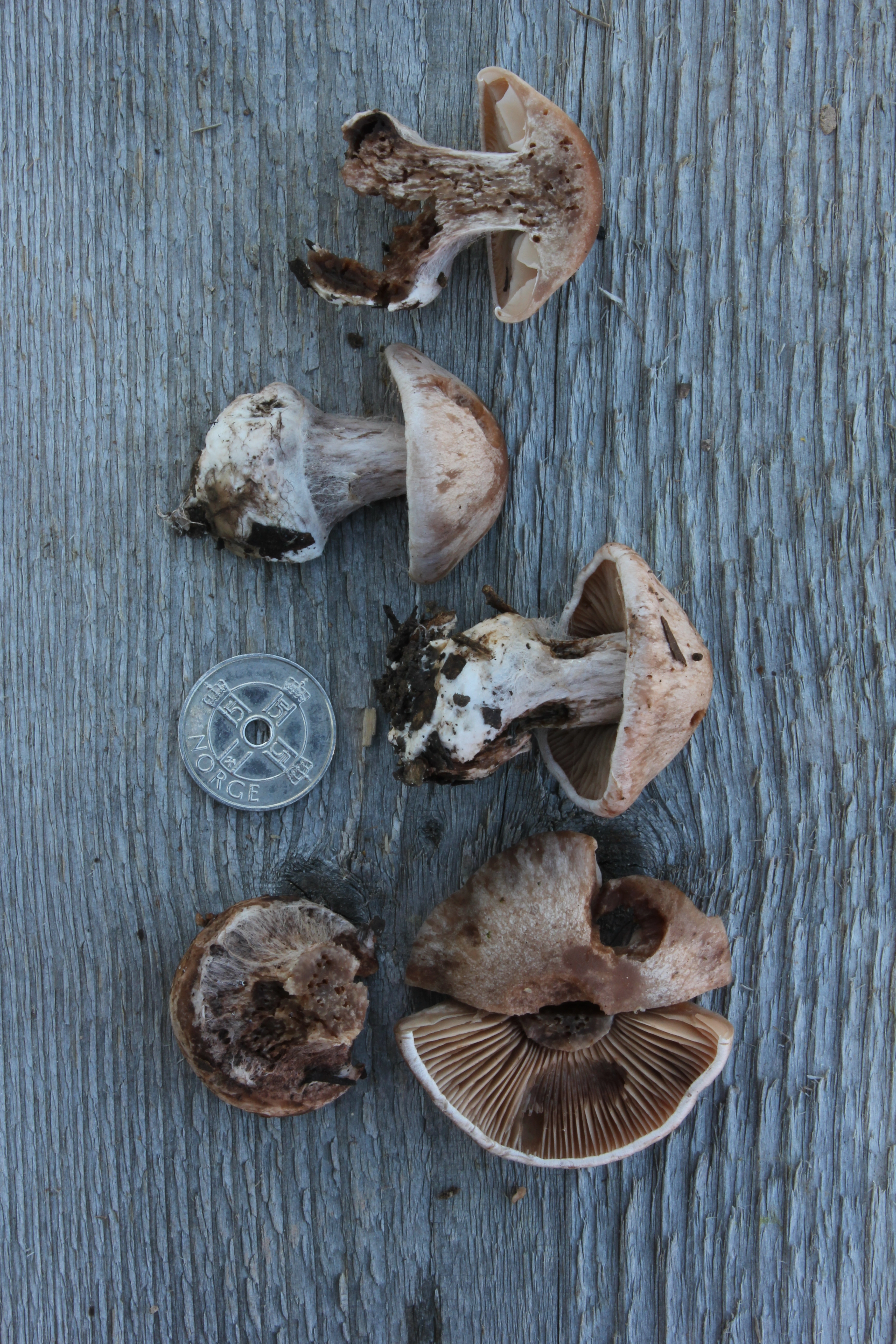 : Cortinarius chevassutii.