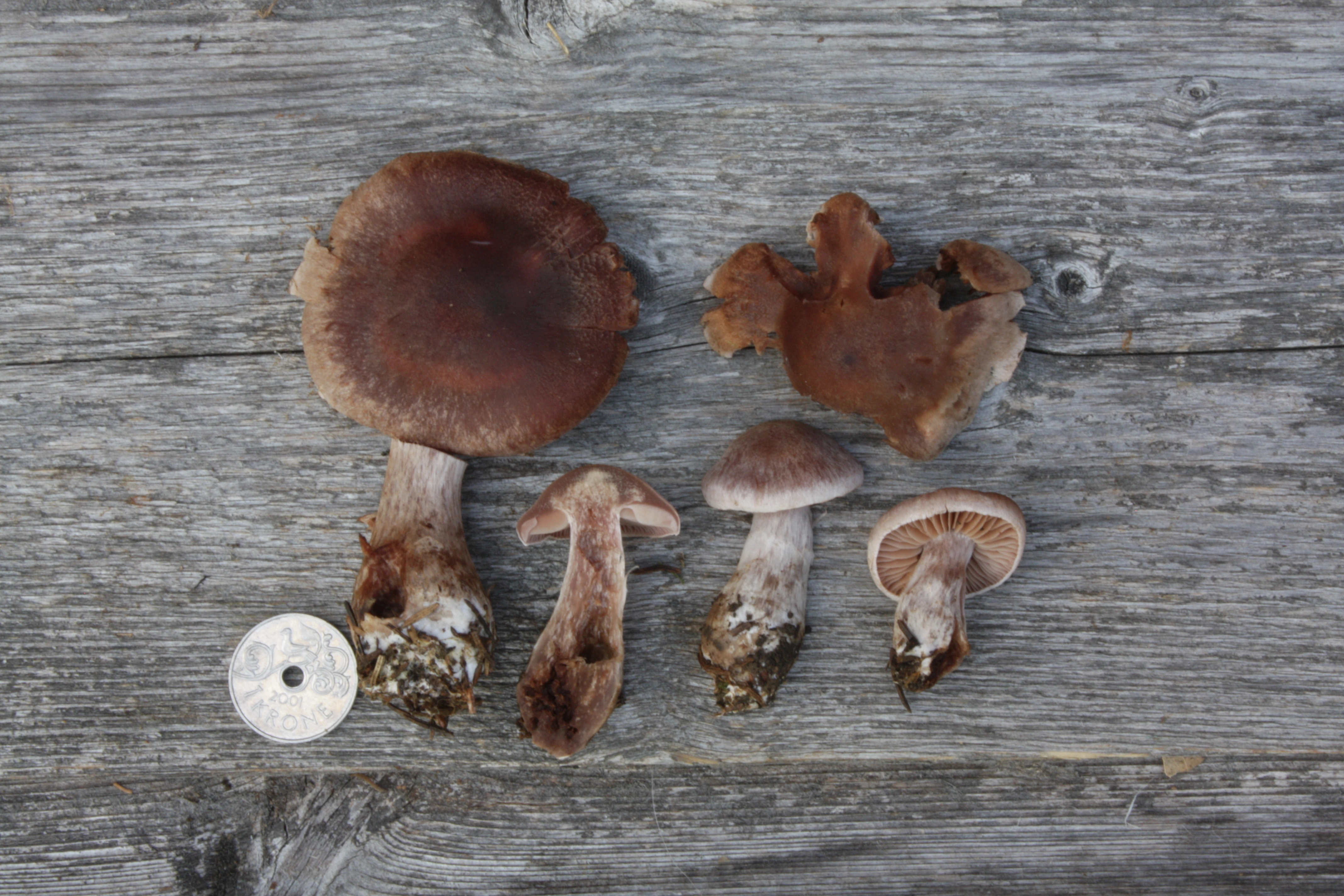 : Cortinarius conterminus.