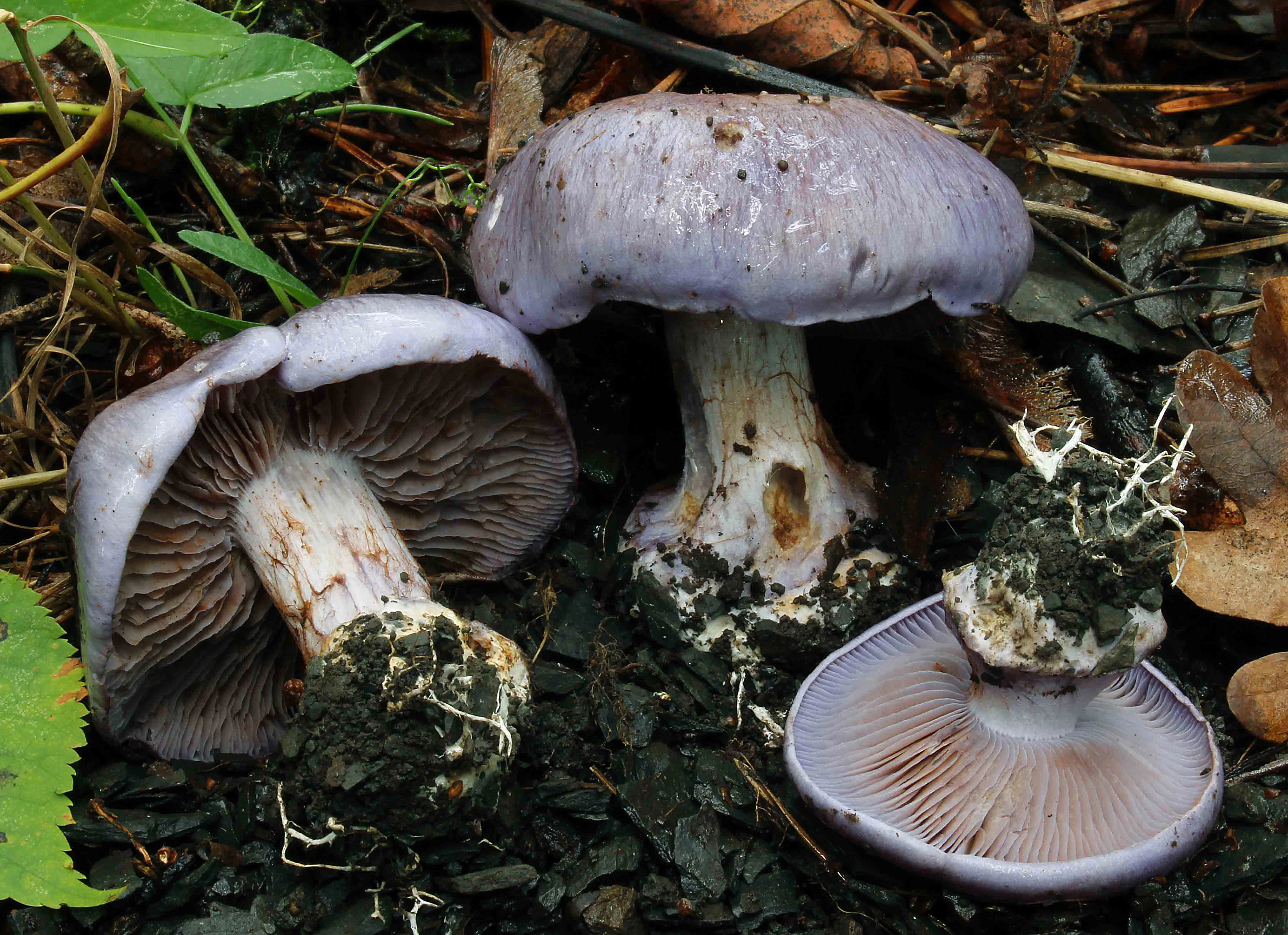 : Cortinarius eucaeruleus.