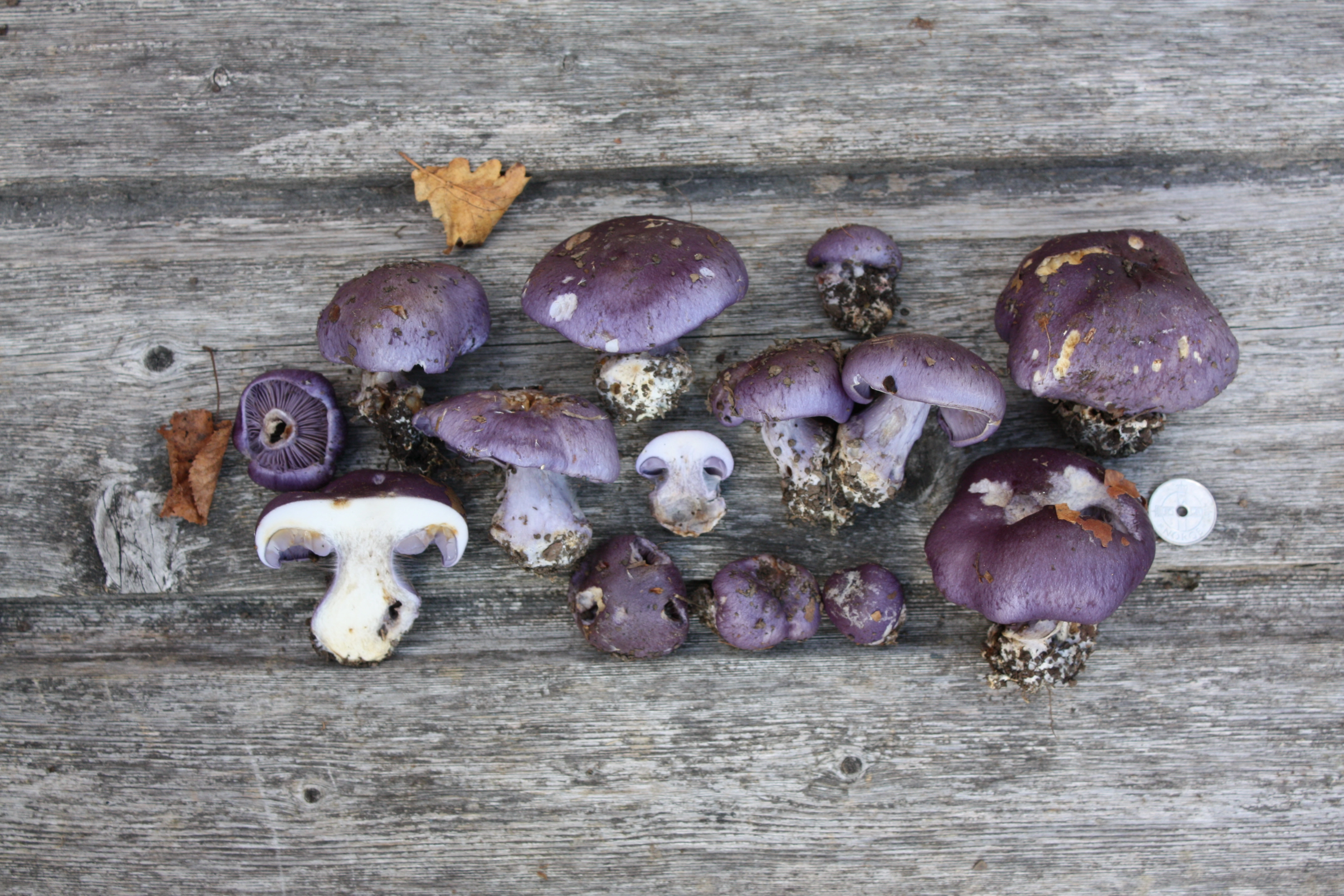 : Cortinarius eucaeruleus.