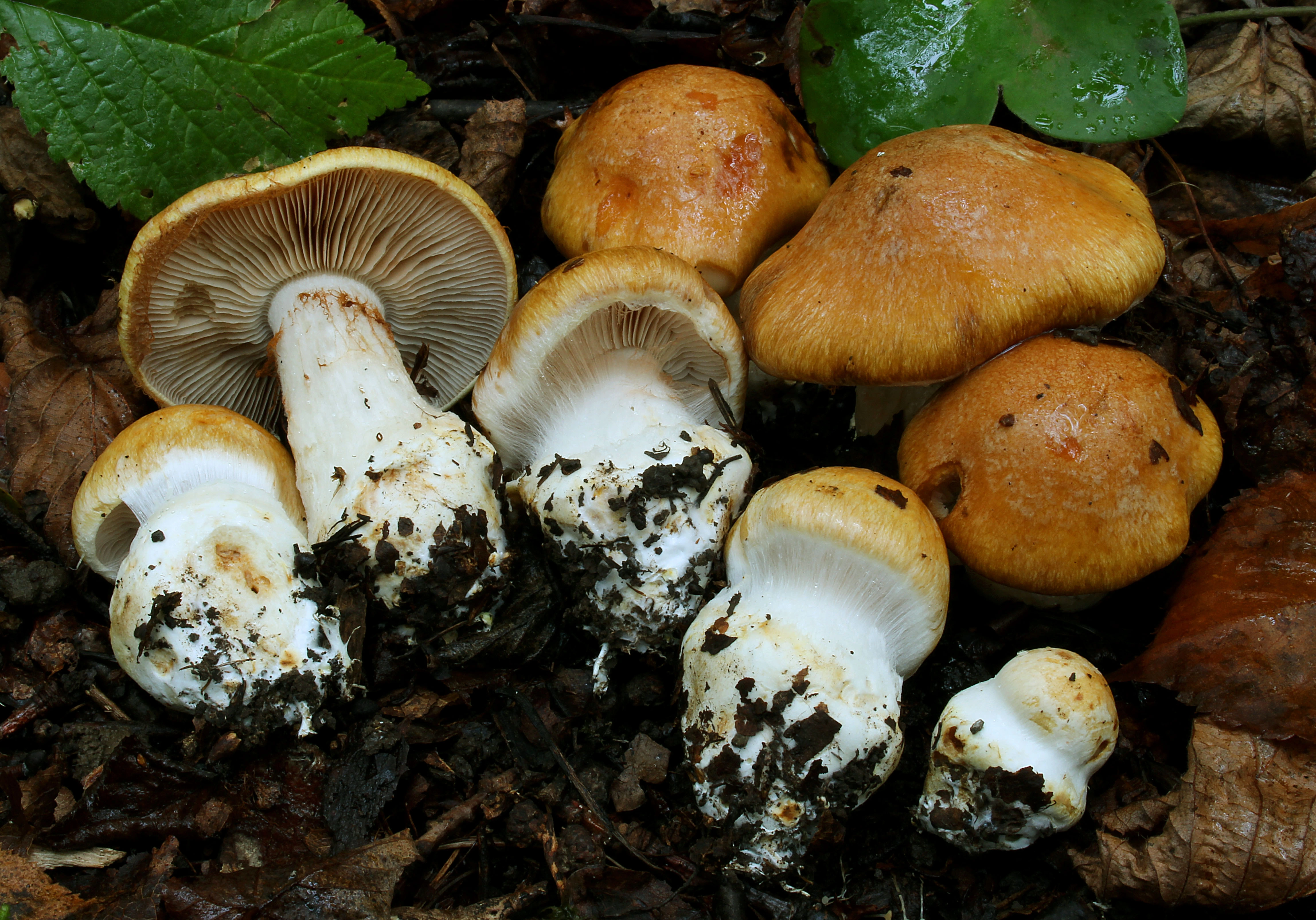 : Cortinarius multiformium.