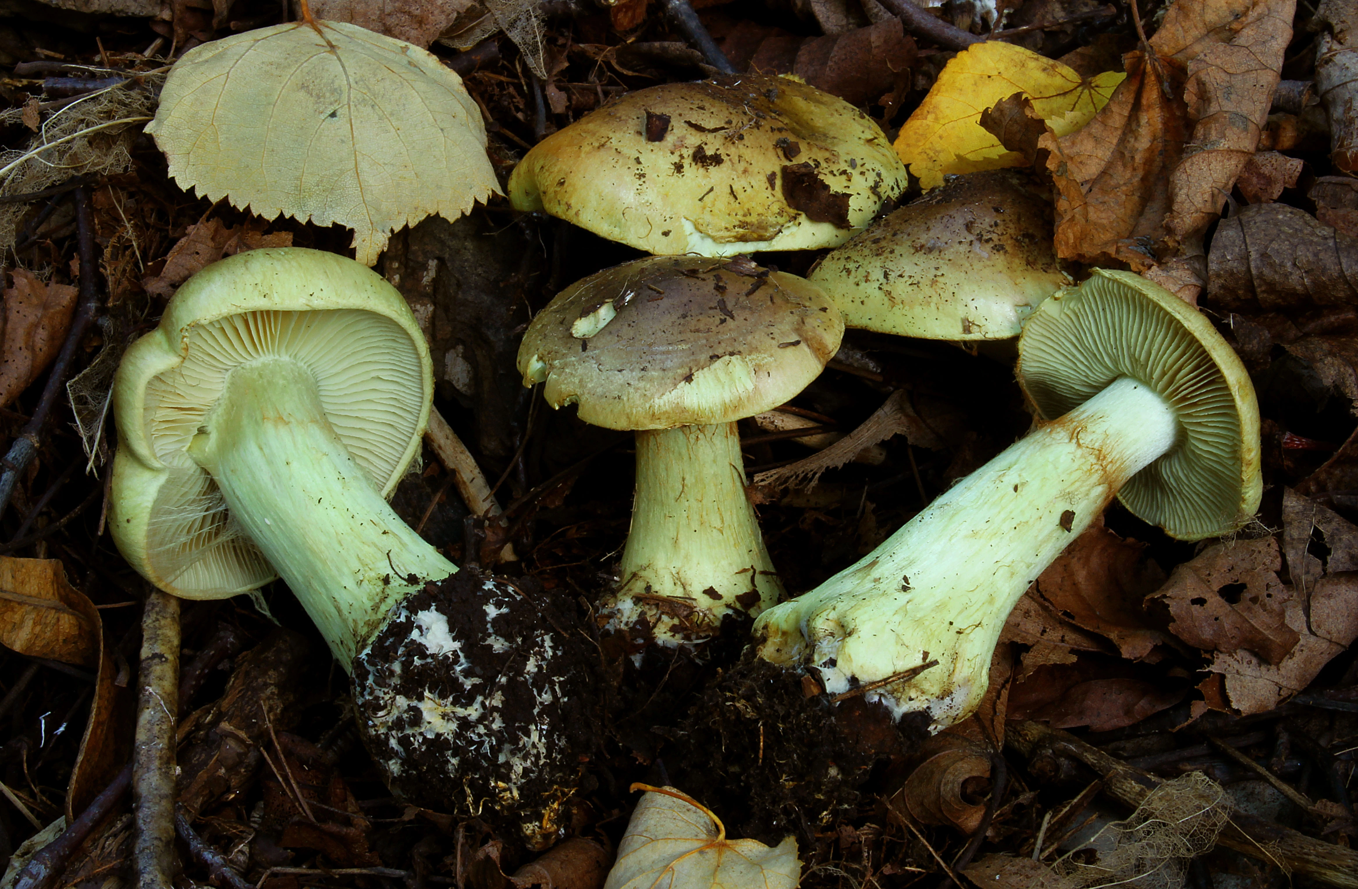 : Cortinarius stjernegaardii.