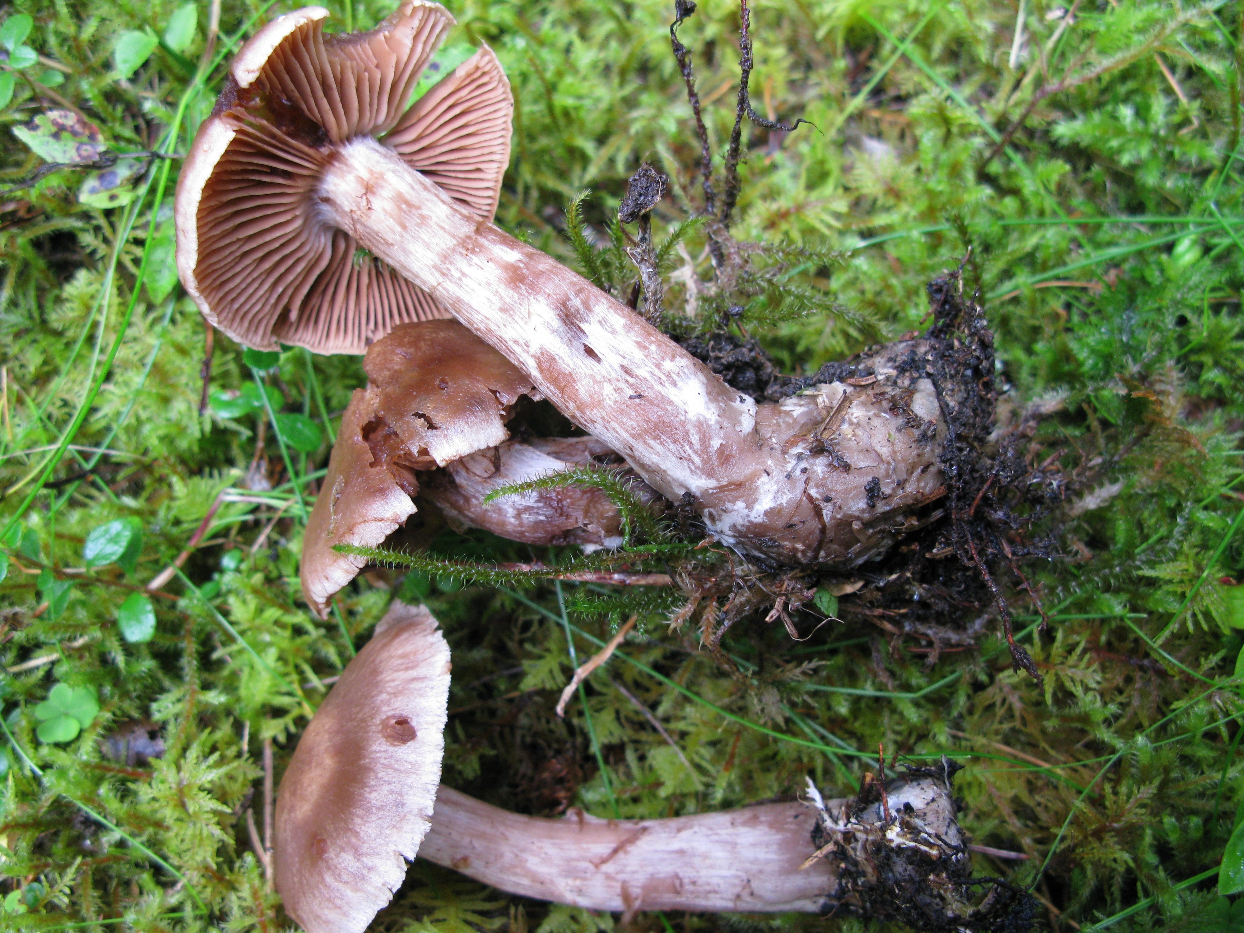 : Cortinarius bovinus coll.