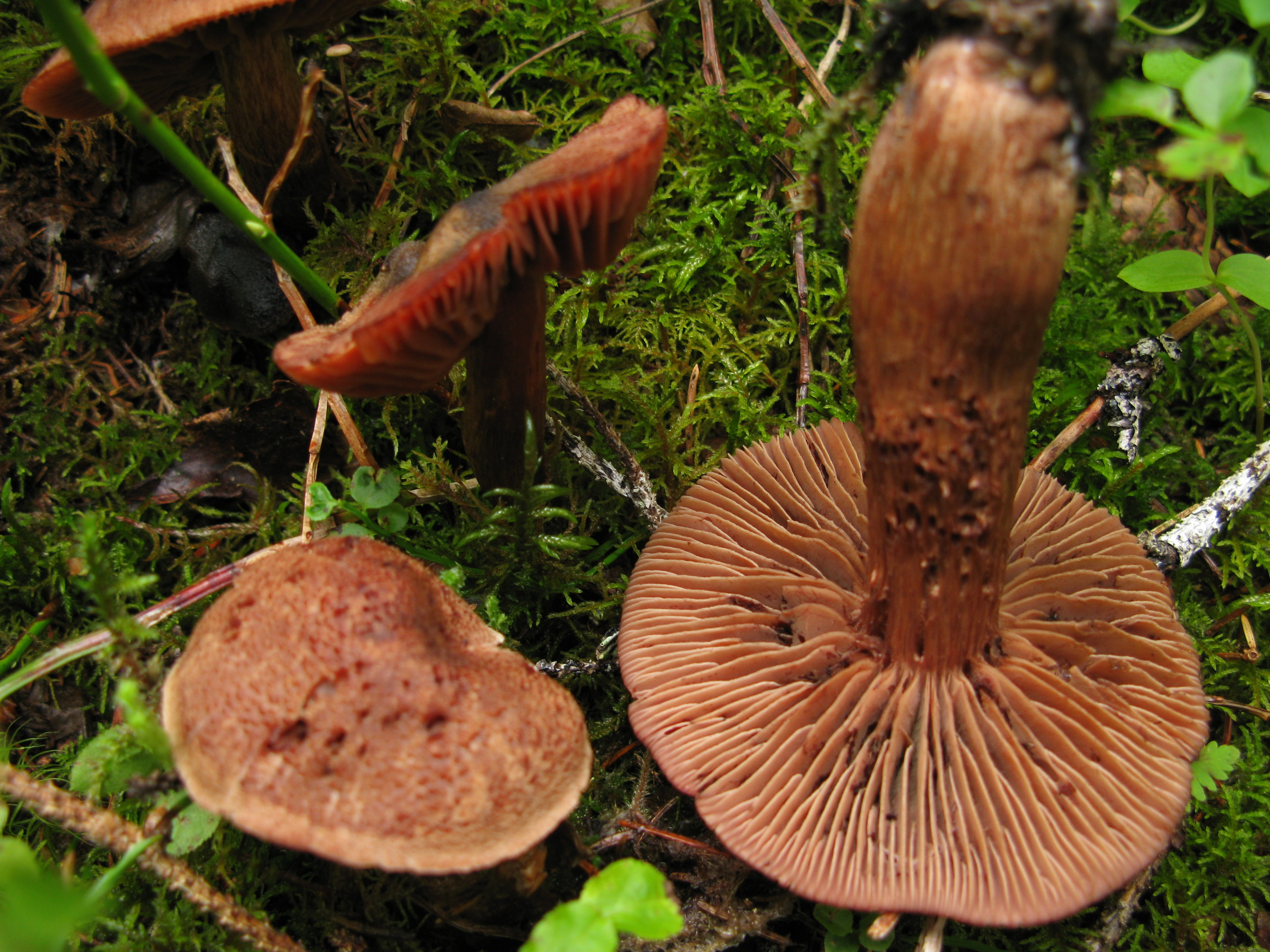 : Cortinarius ectypus.