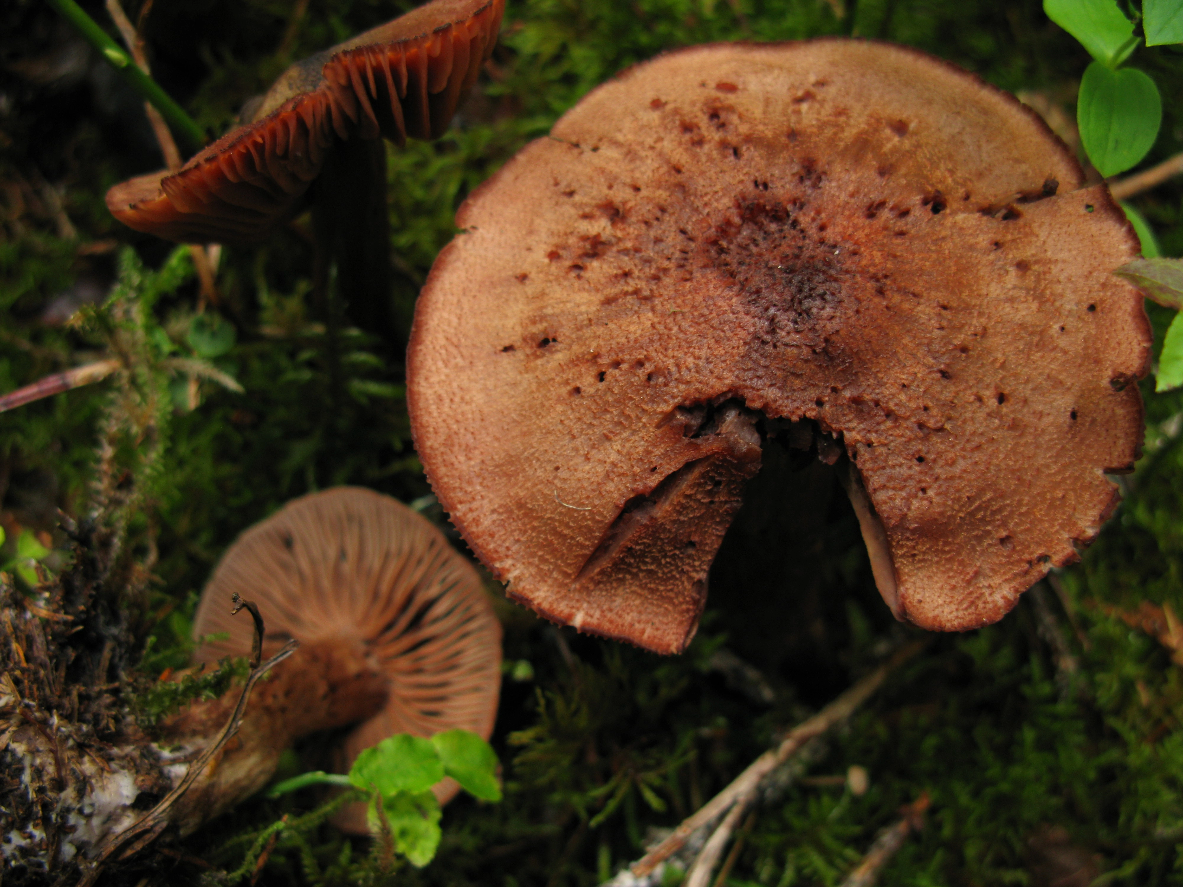 : Cortinarius ectypus.