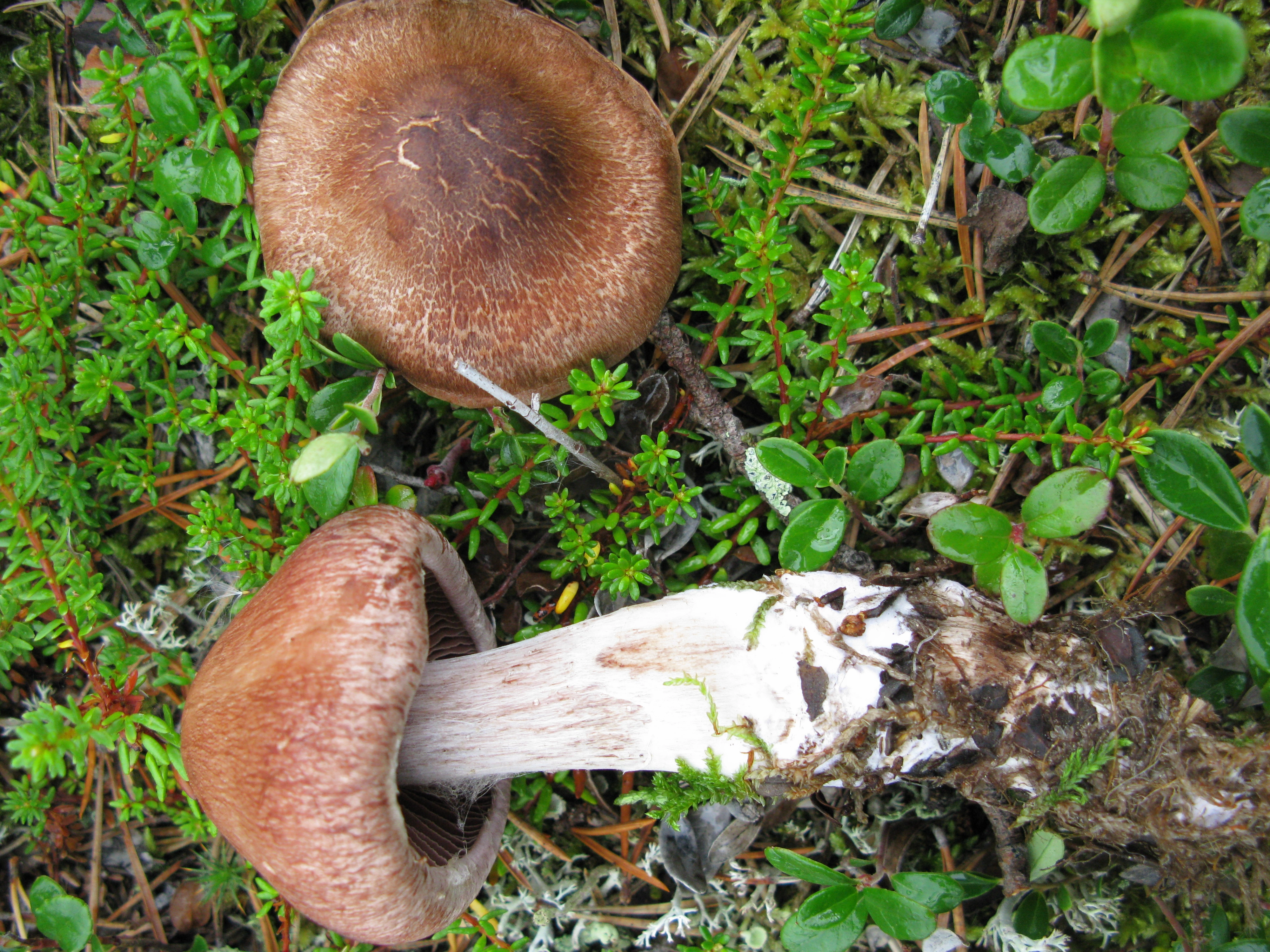 : Cortinarius adustorimosus.