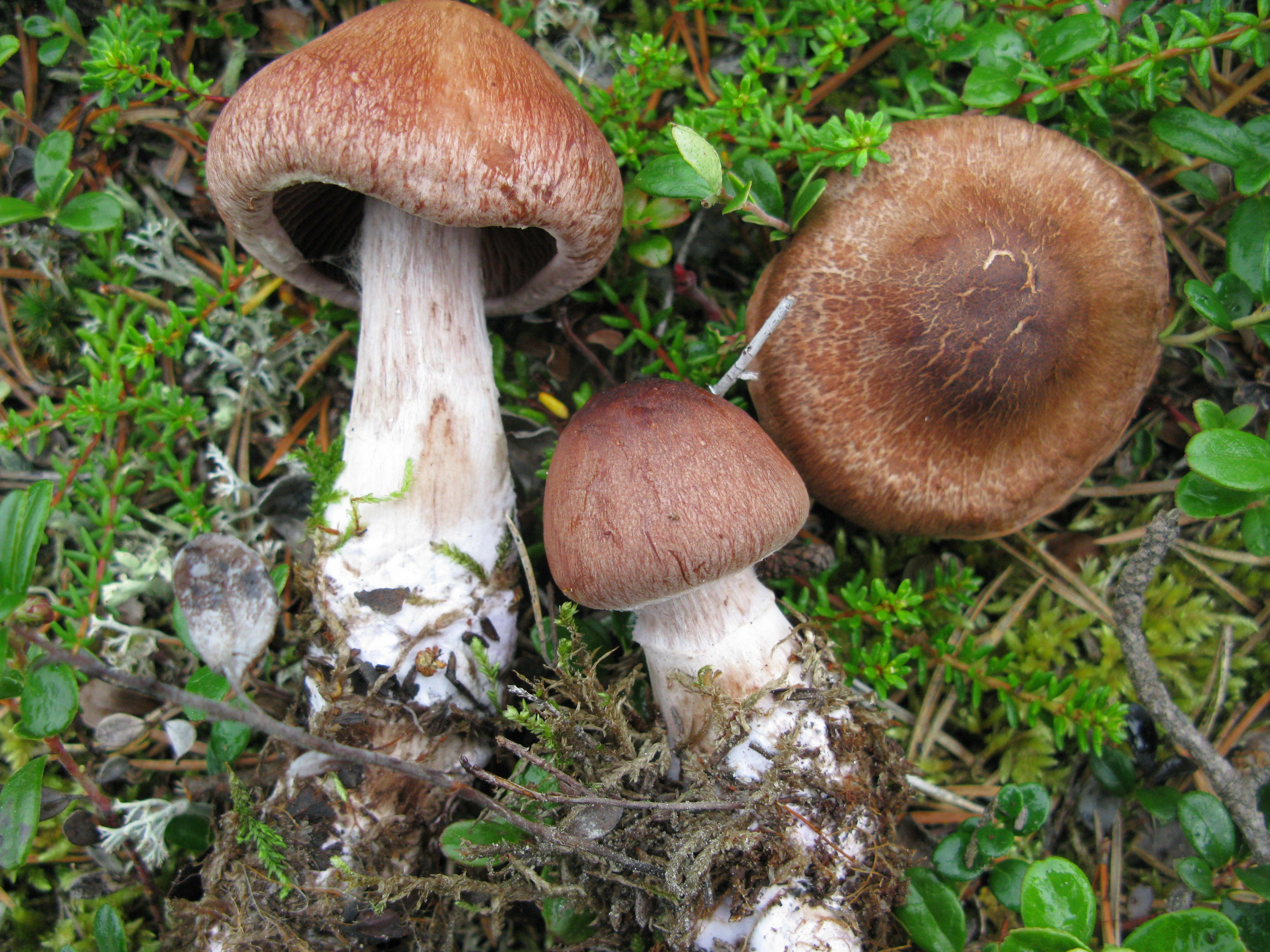 : Cortinarius adustorimosus.