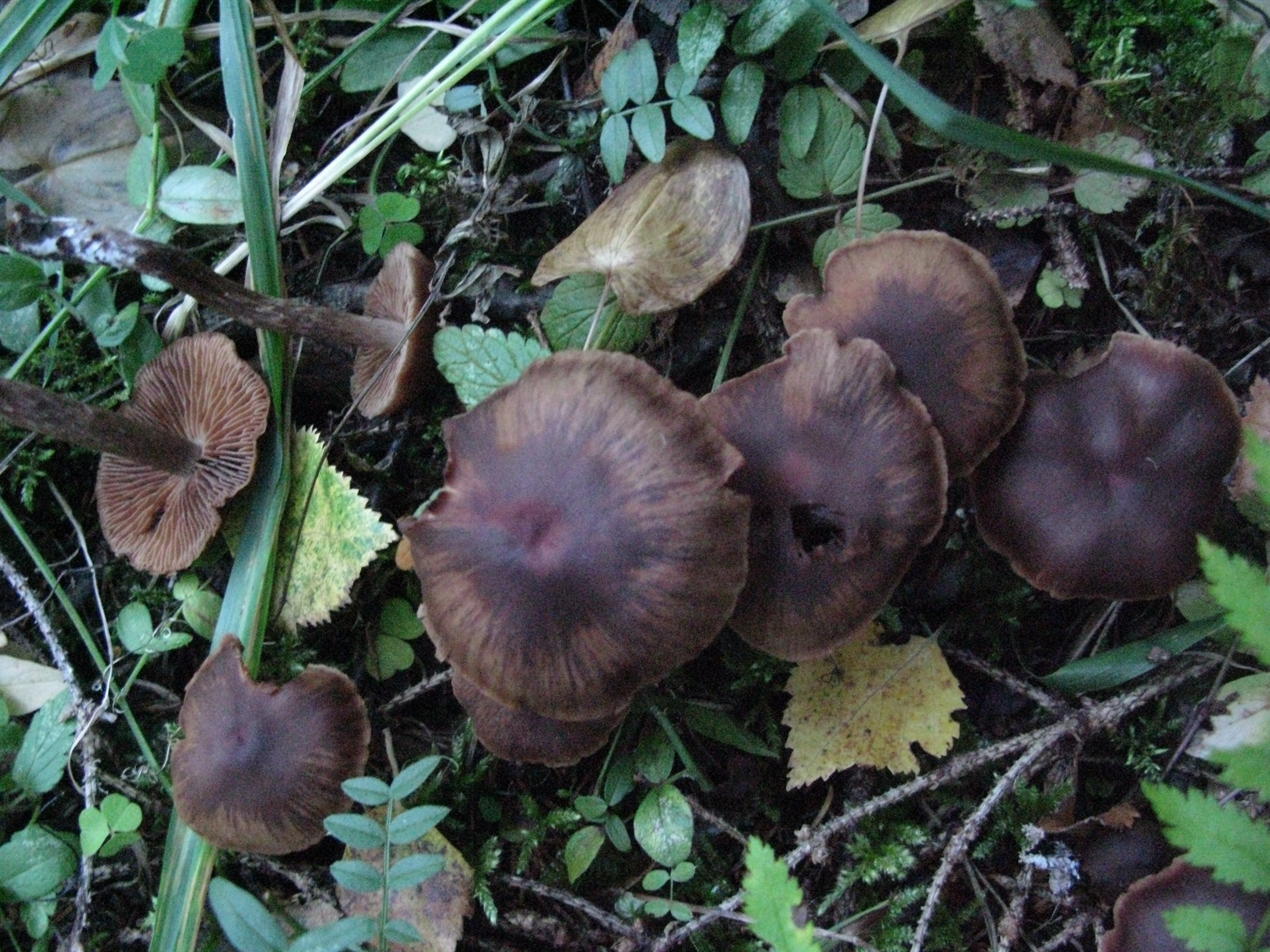 : Cortinarius boreasensis.