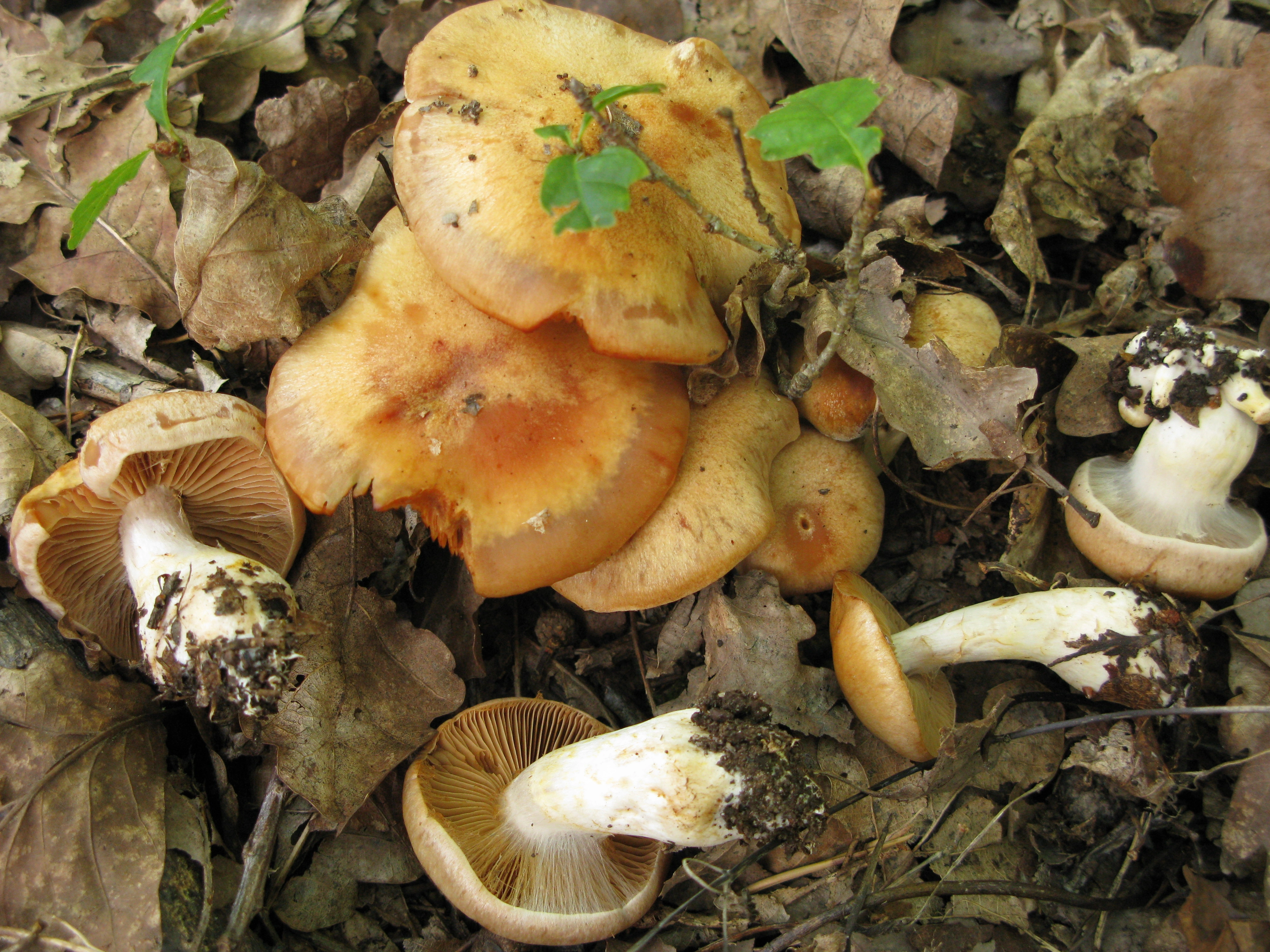 : Cortinarius microglobisporus.