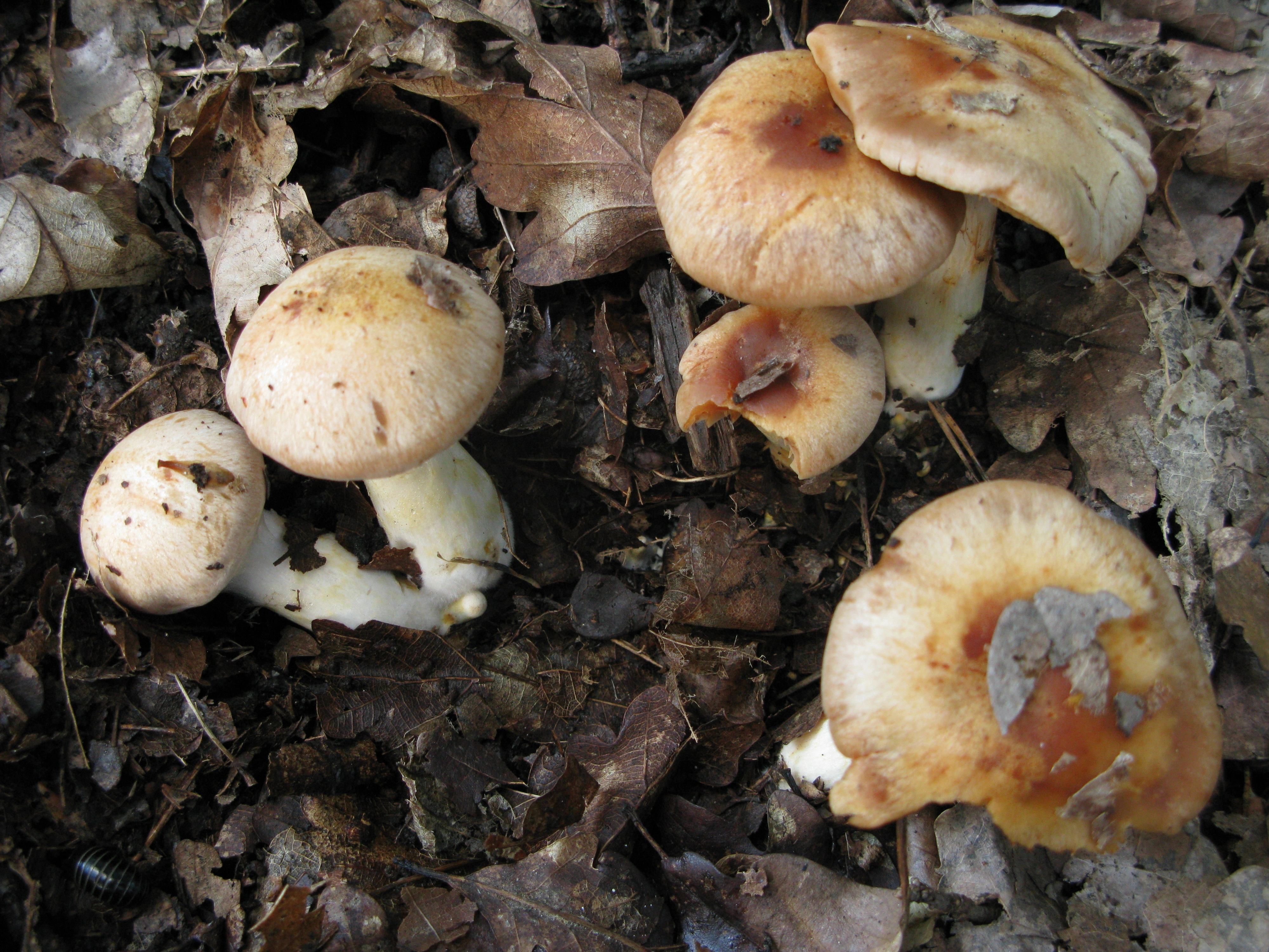 : Cortinarius microglobisporus.