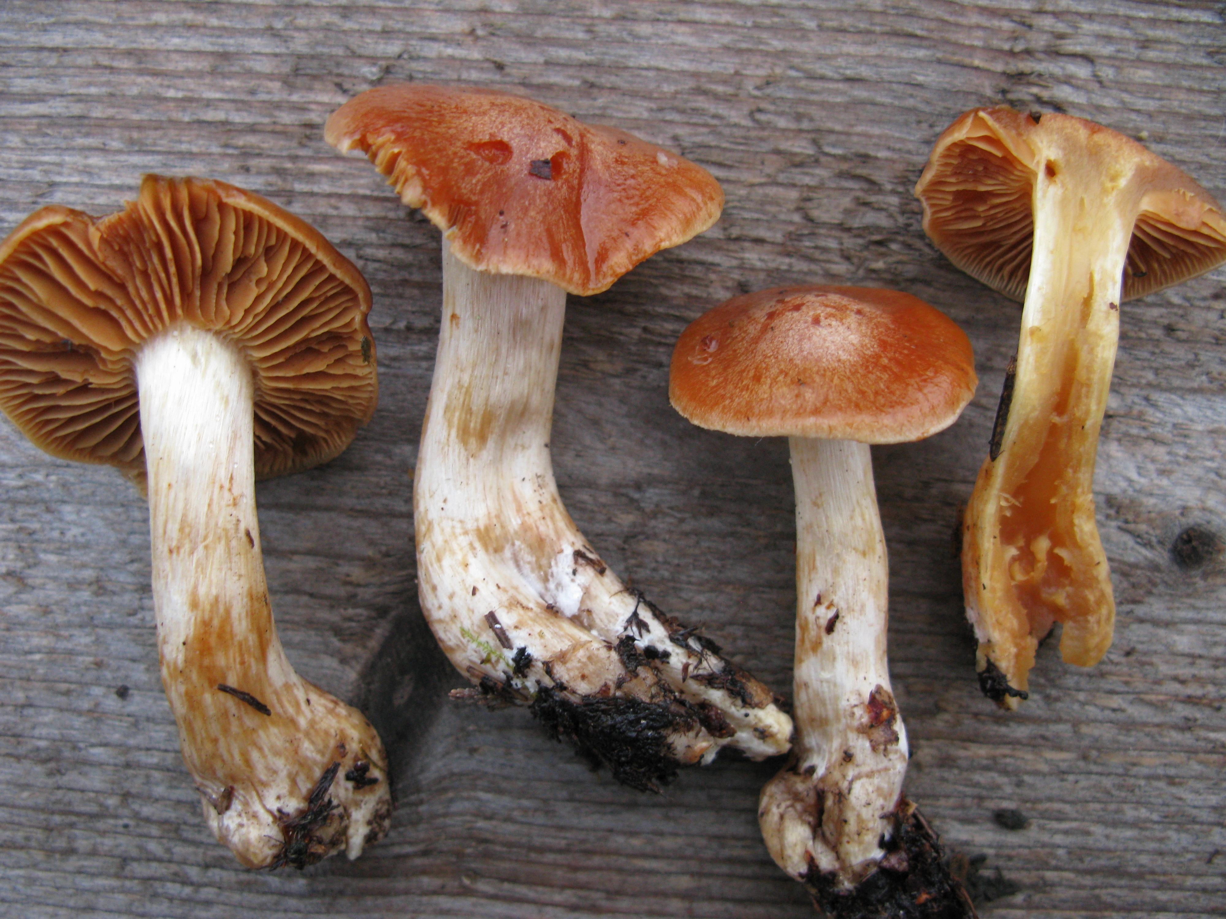 : Cortinarius lustrabilis.