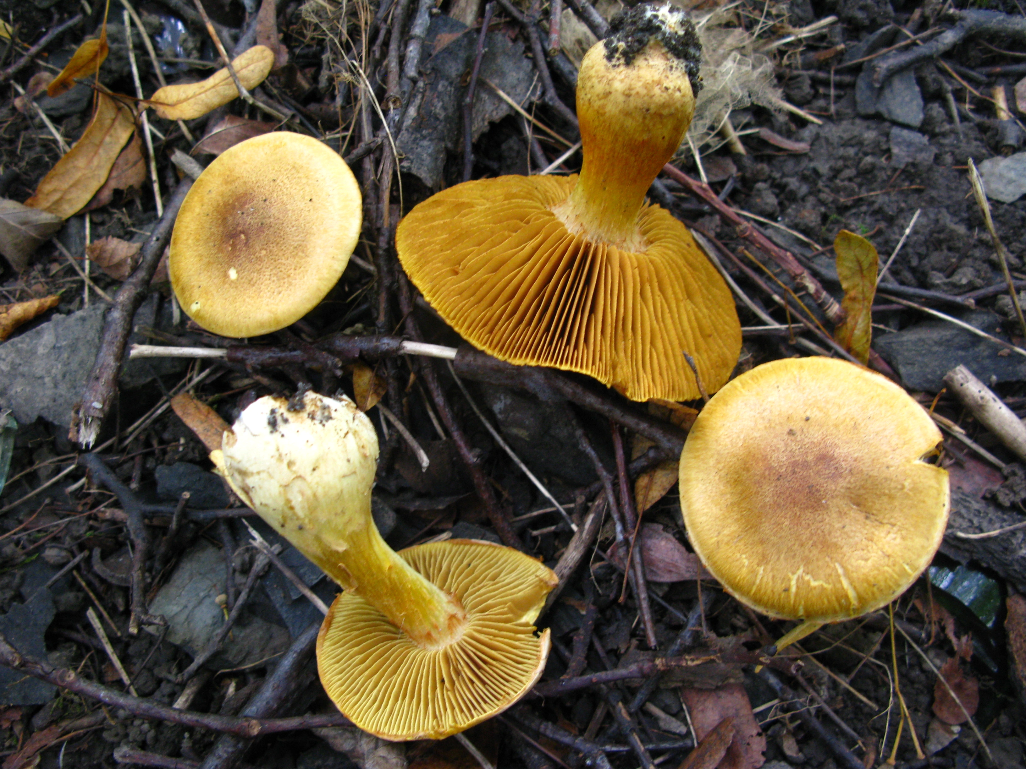 : Cortinarius cotoneus.