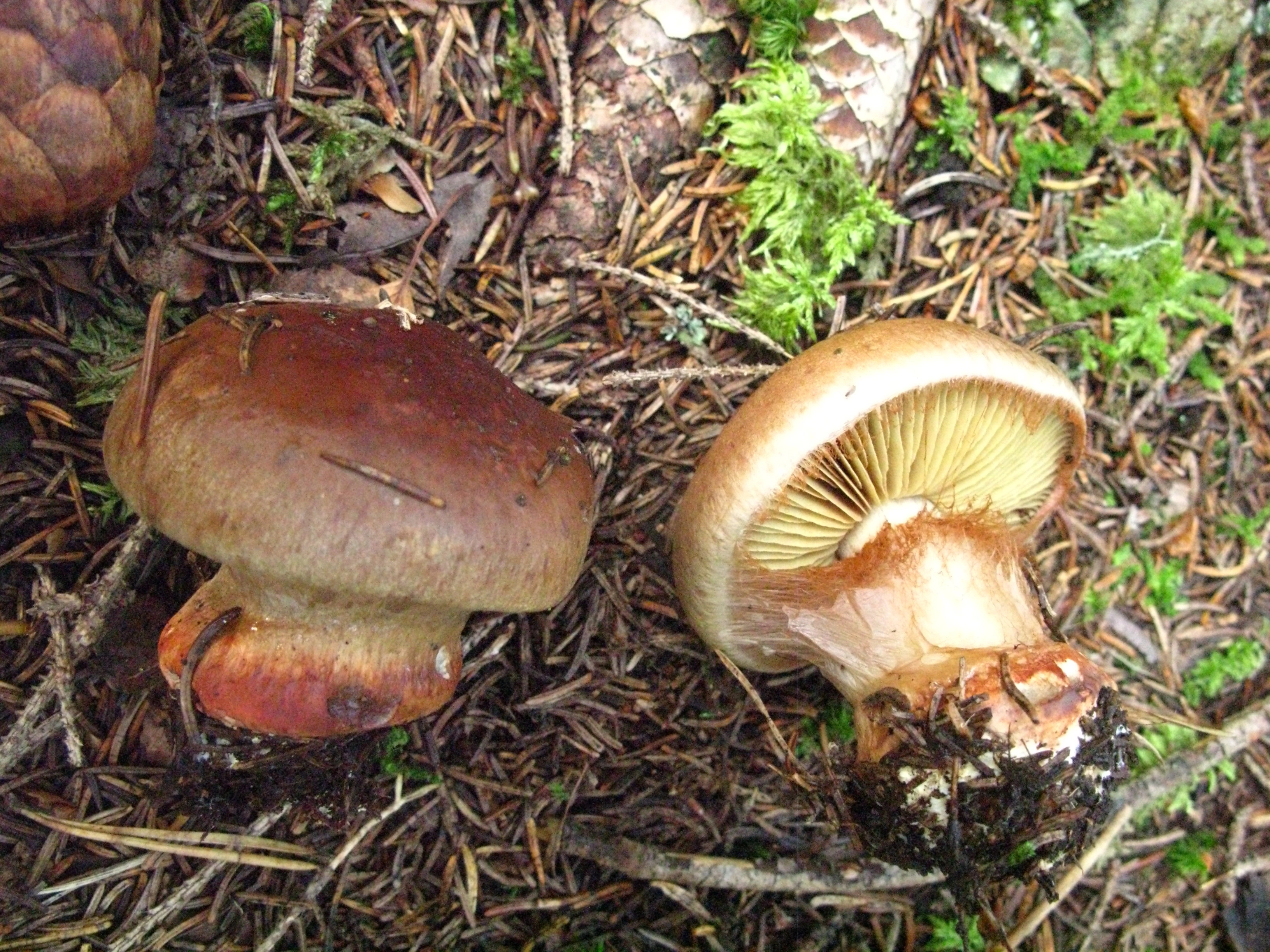 : Cortinarius cupreorufus.