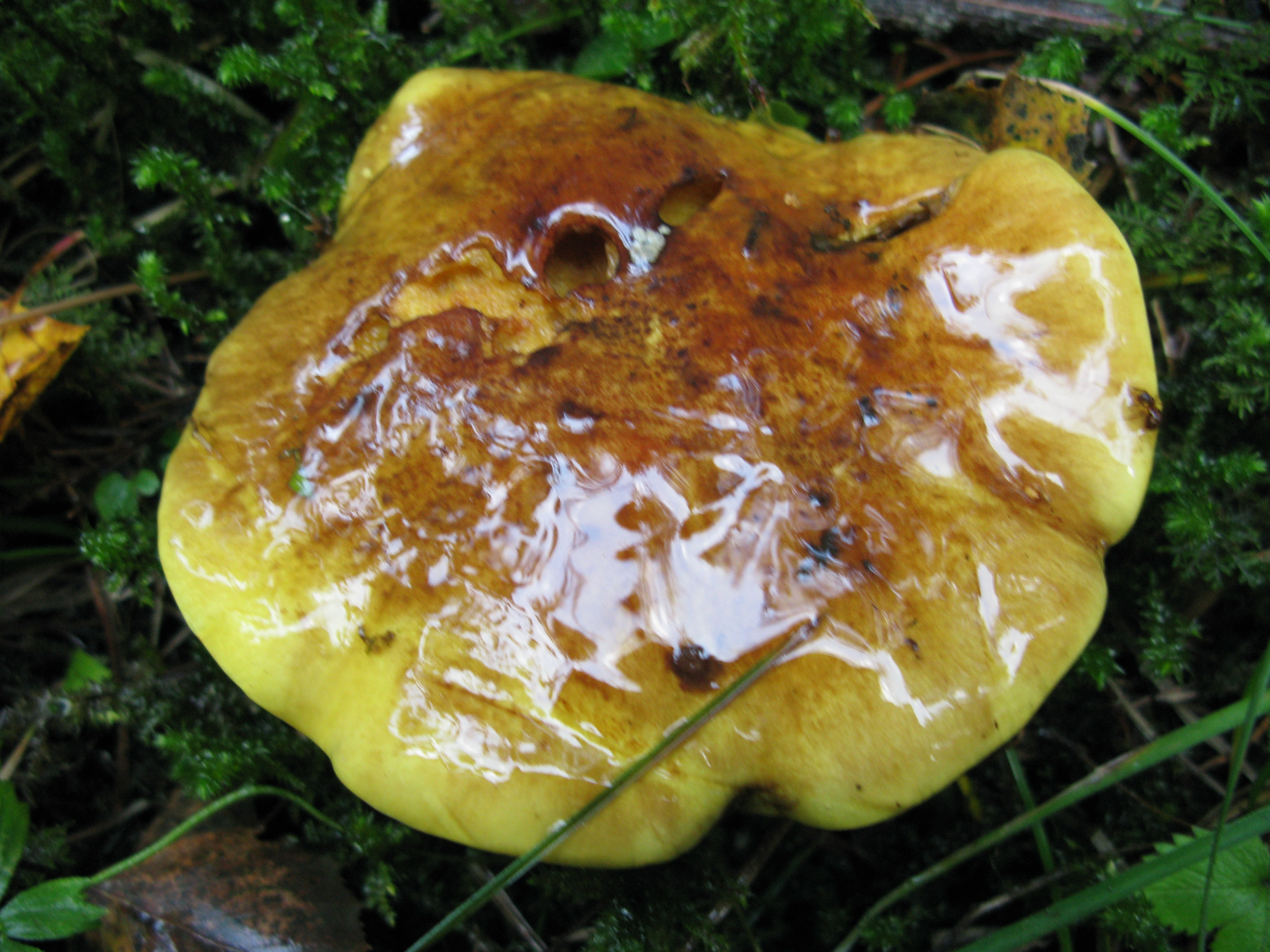 : Cortinarius meinhardii.