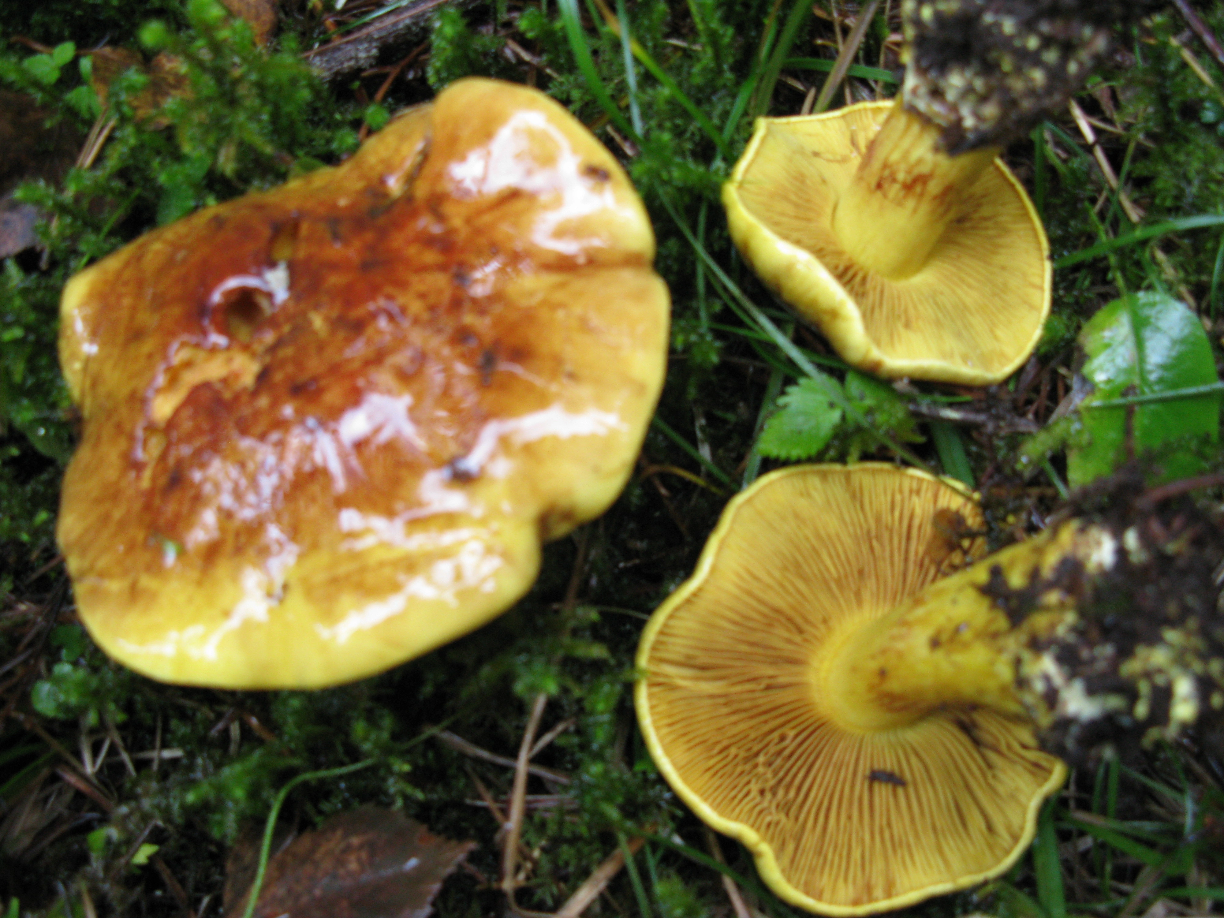 : Cortinarius meinhardii.