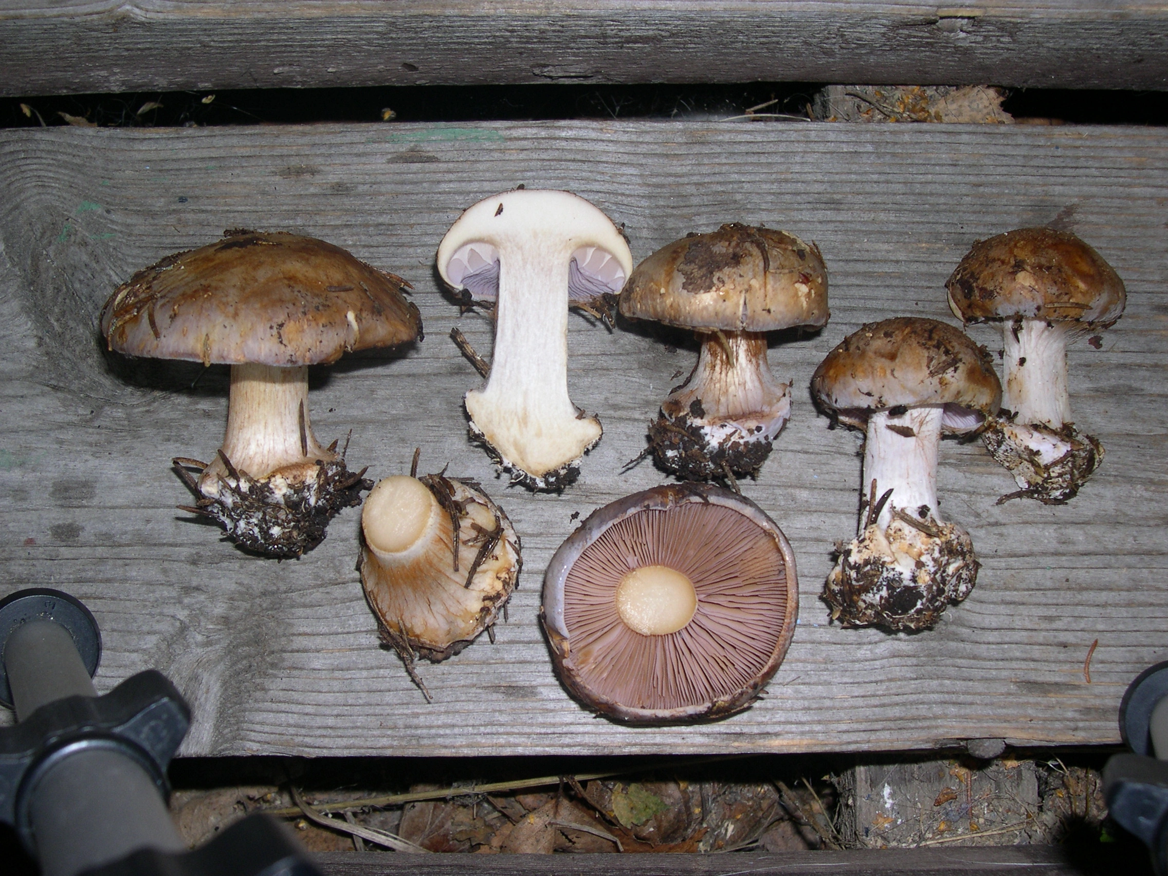 : Cortinarius cobaltinus.