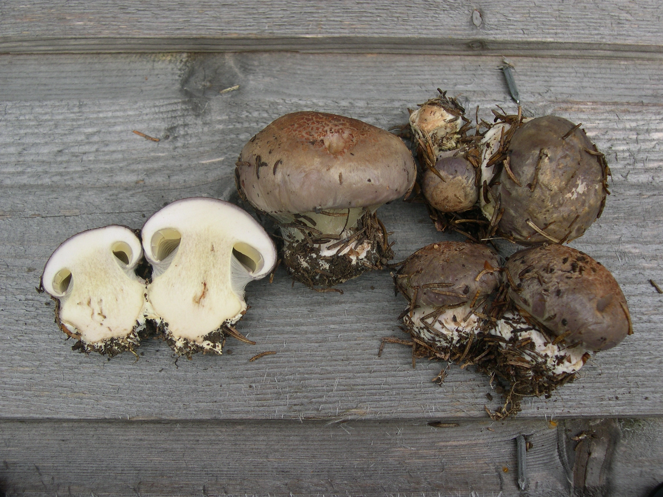 : Cortinarius cupreorufus.