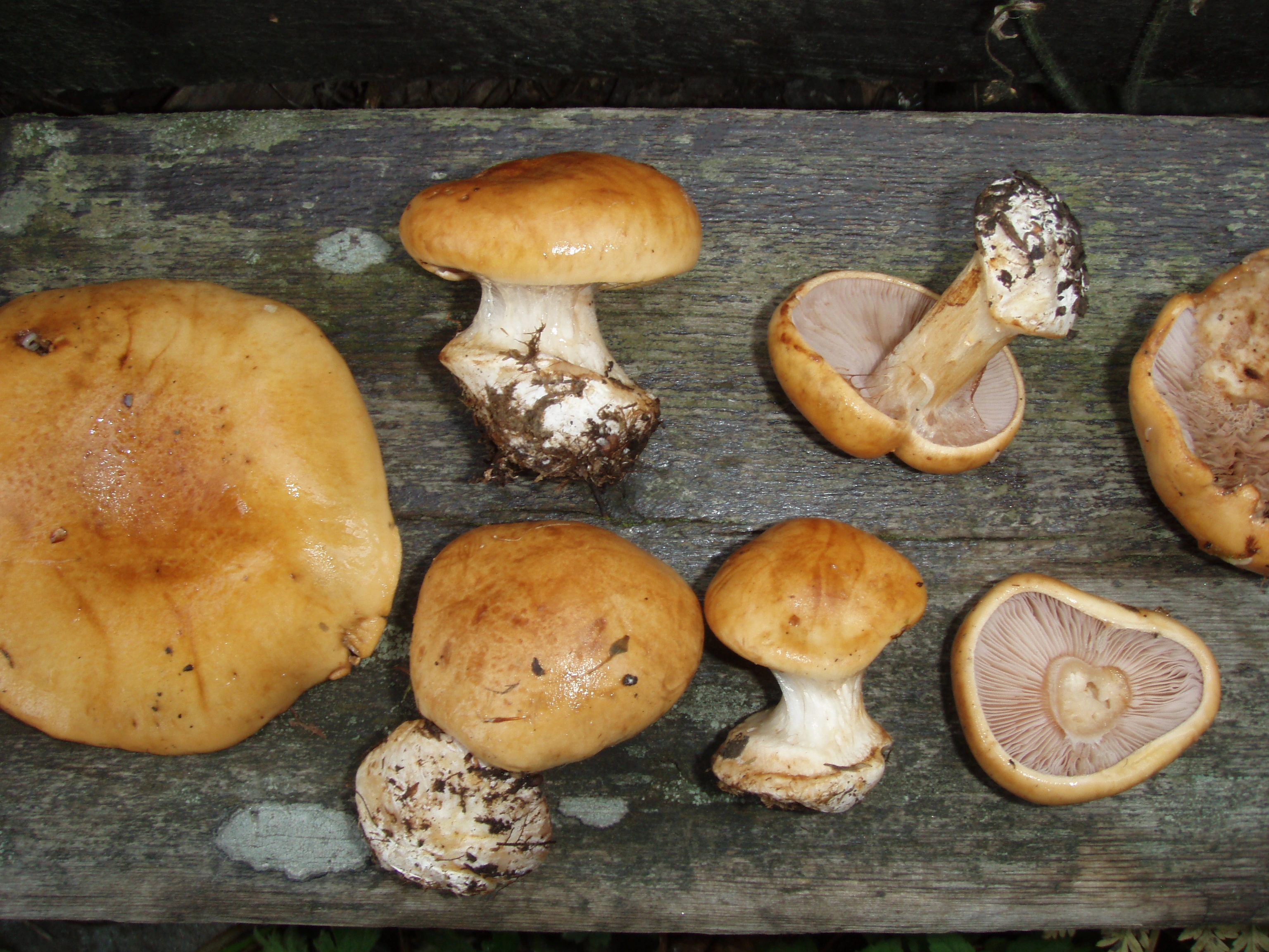 : Cortinarius dalecarlicus.