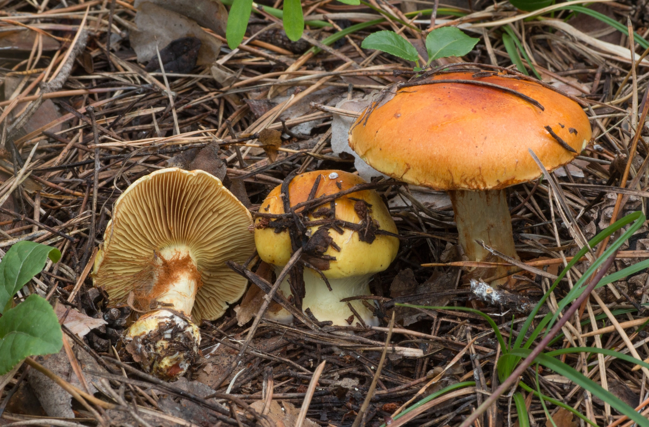 : Cortinarius aureofulvus.