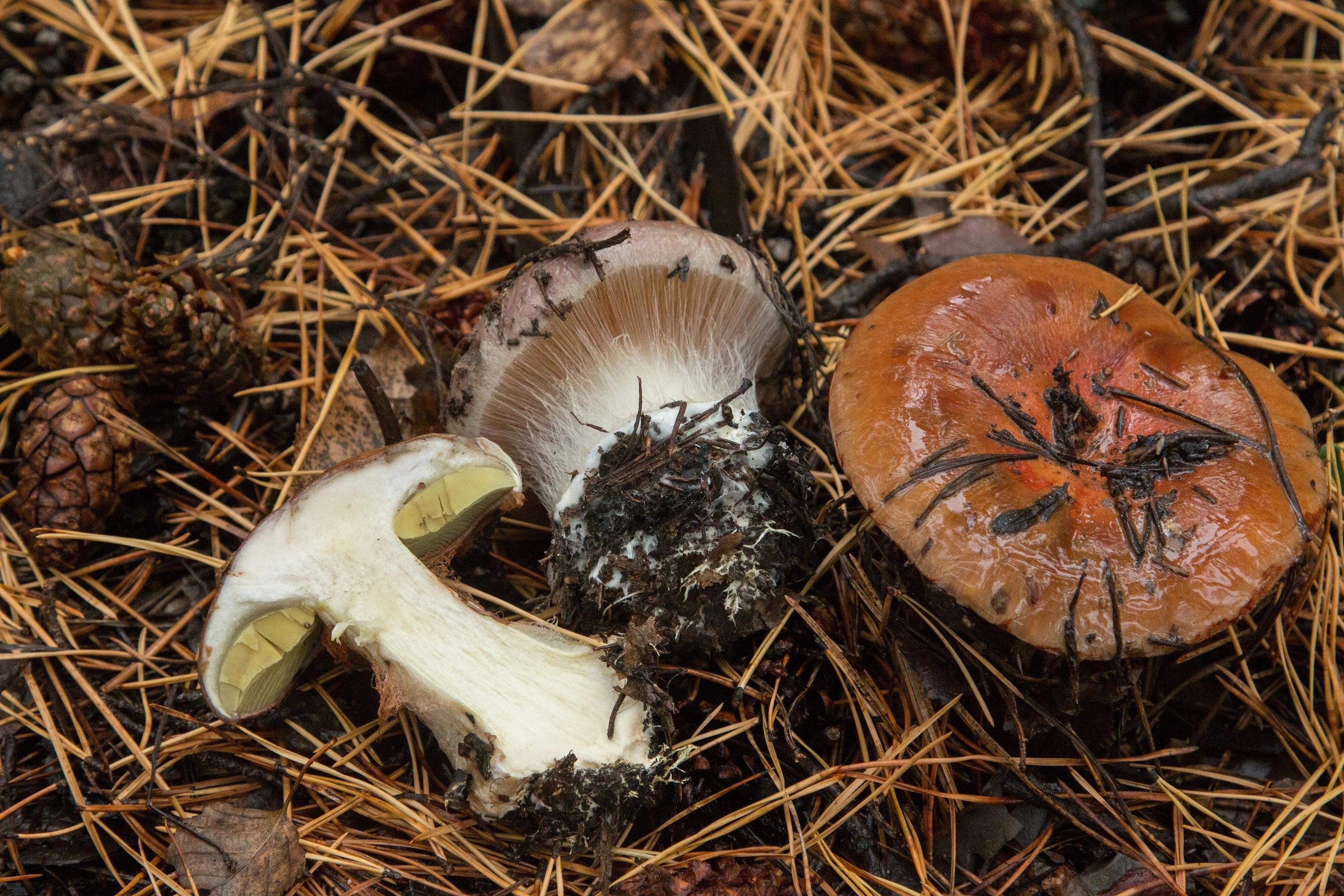 : Cortinarius cupreorufus.