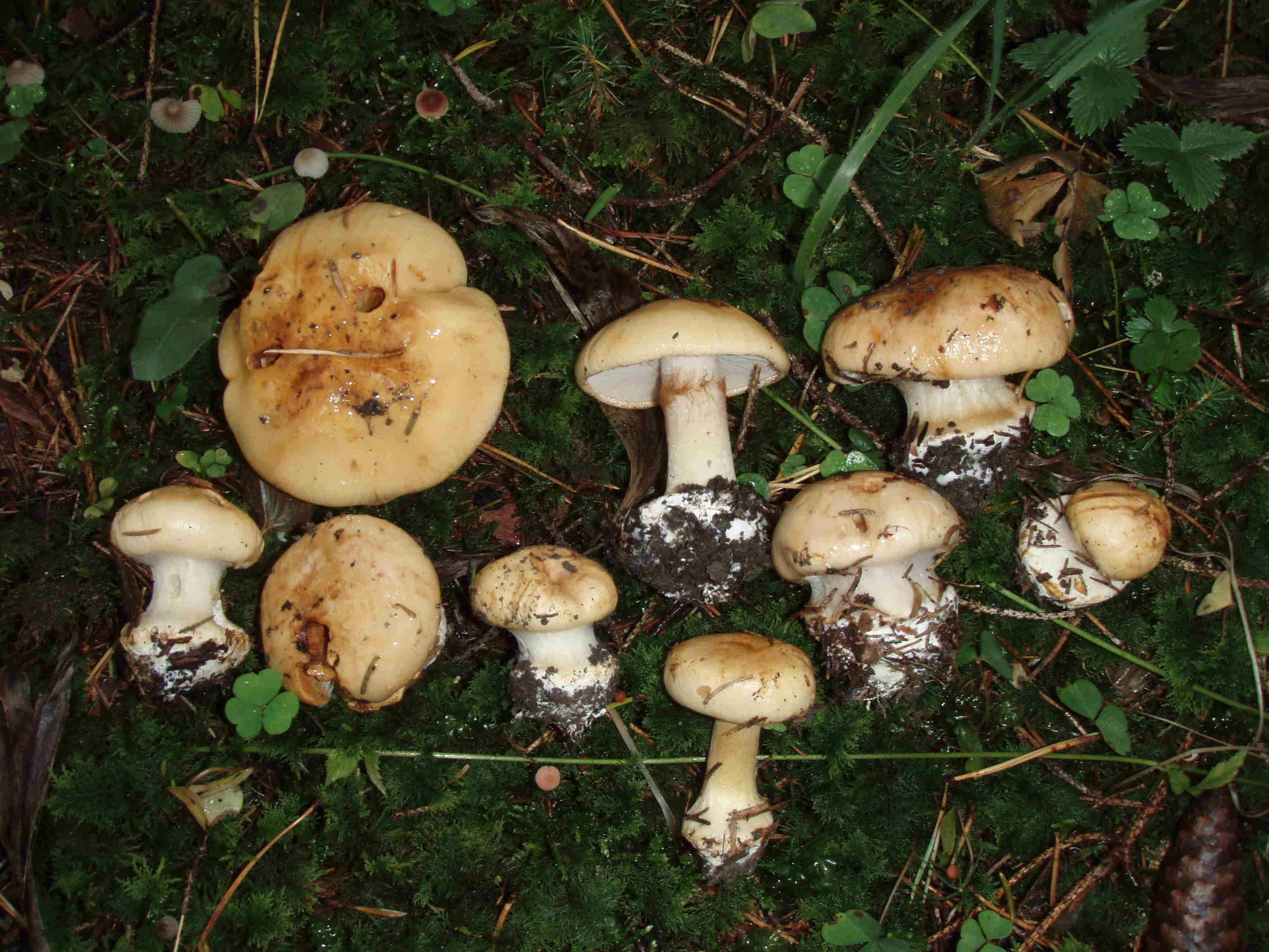 : Cortinarius corrosus.