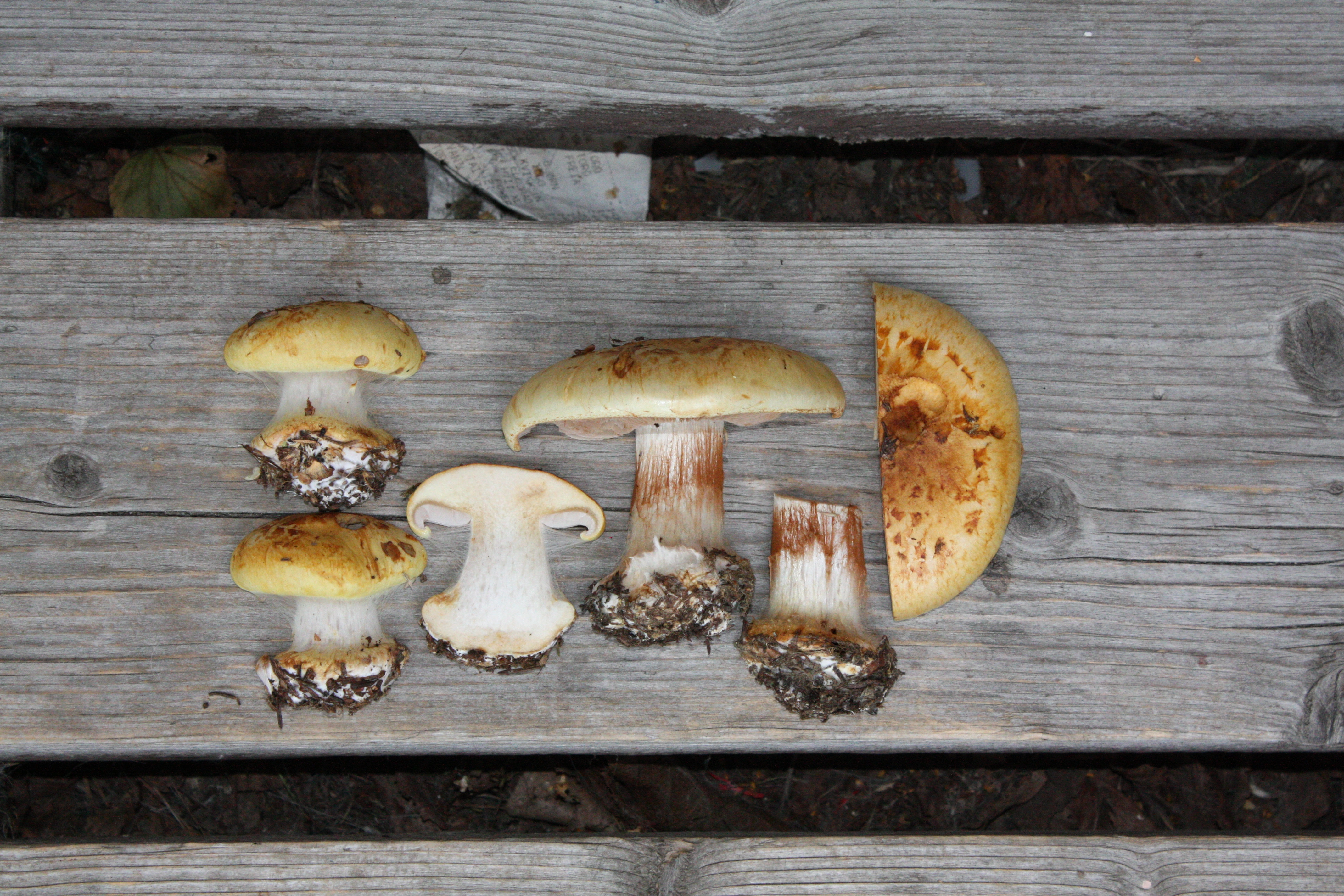 : Cortinarius metarius.