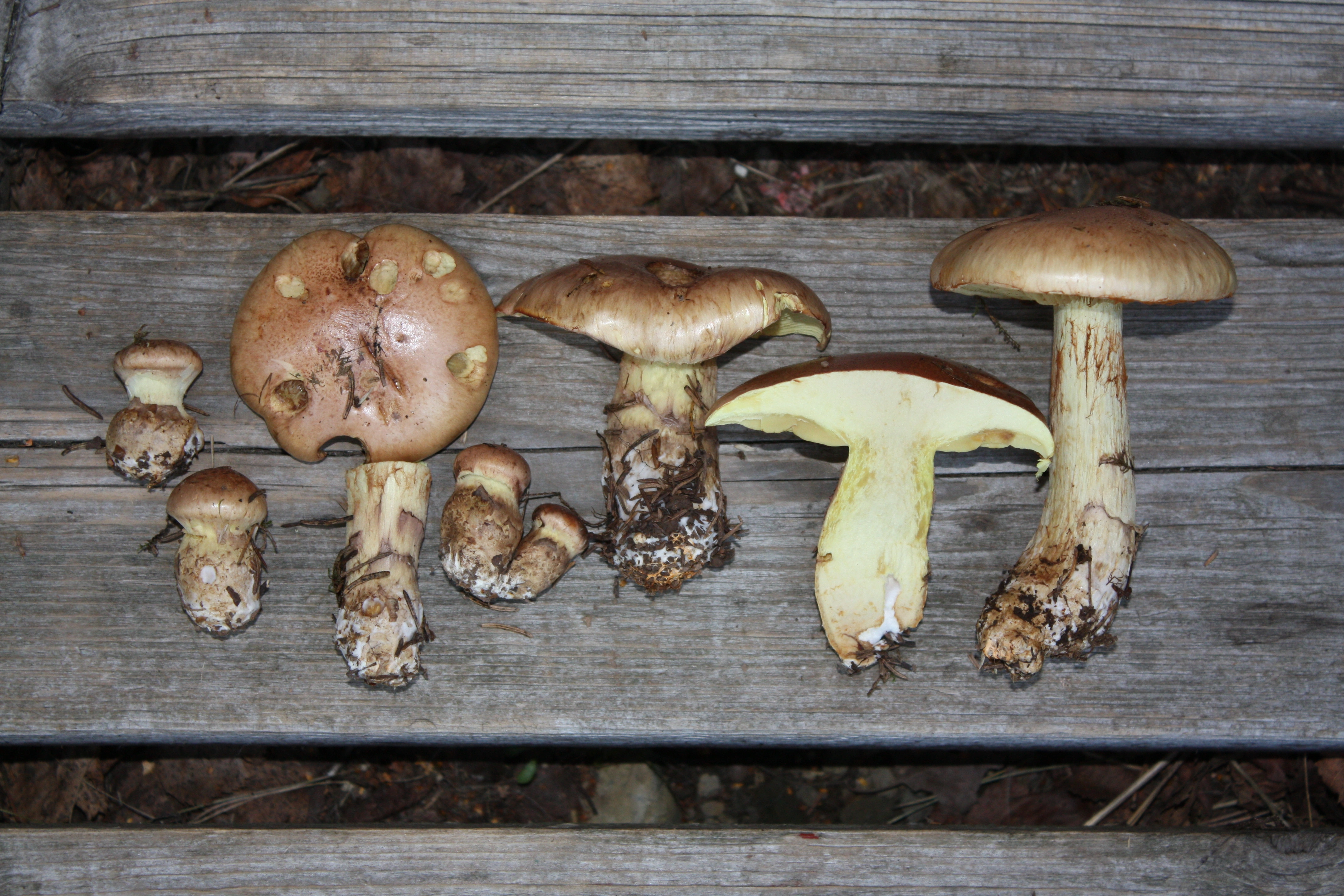 : Cortinarius mussivus.