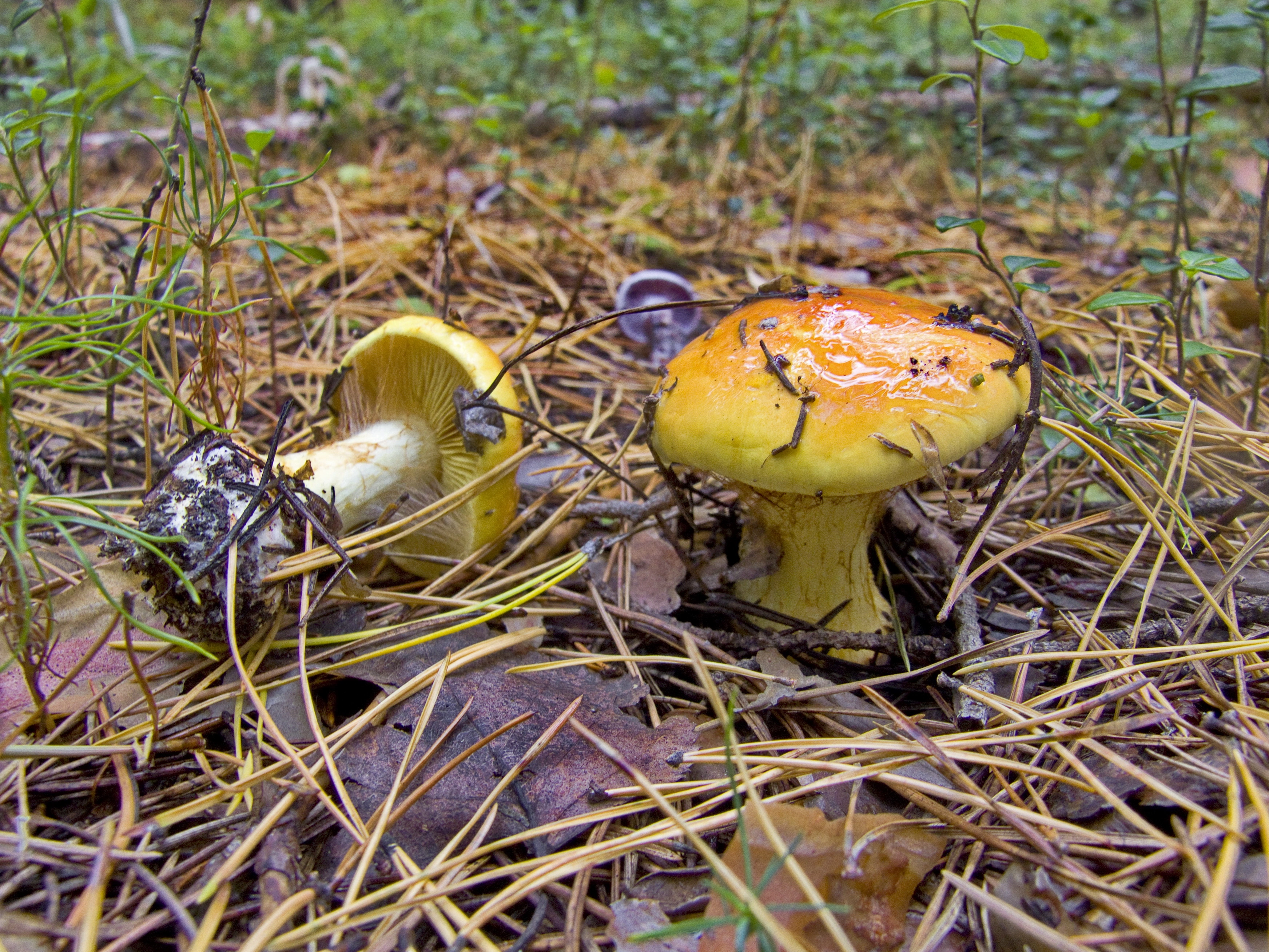 : Cortinarius aureofulvus.