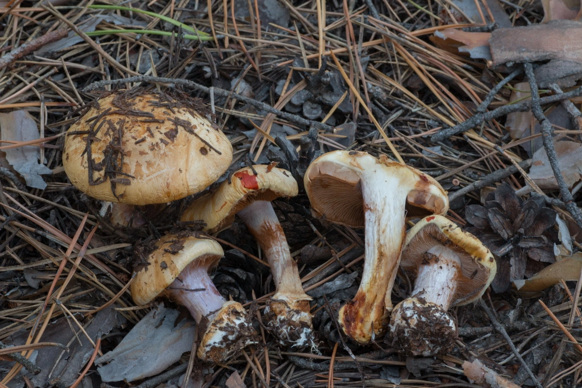 : Cortinarius metarius.