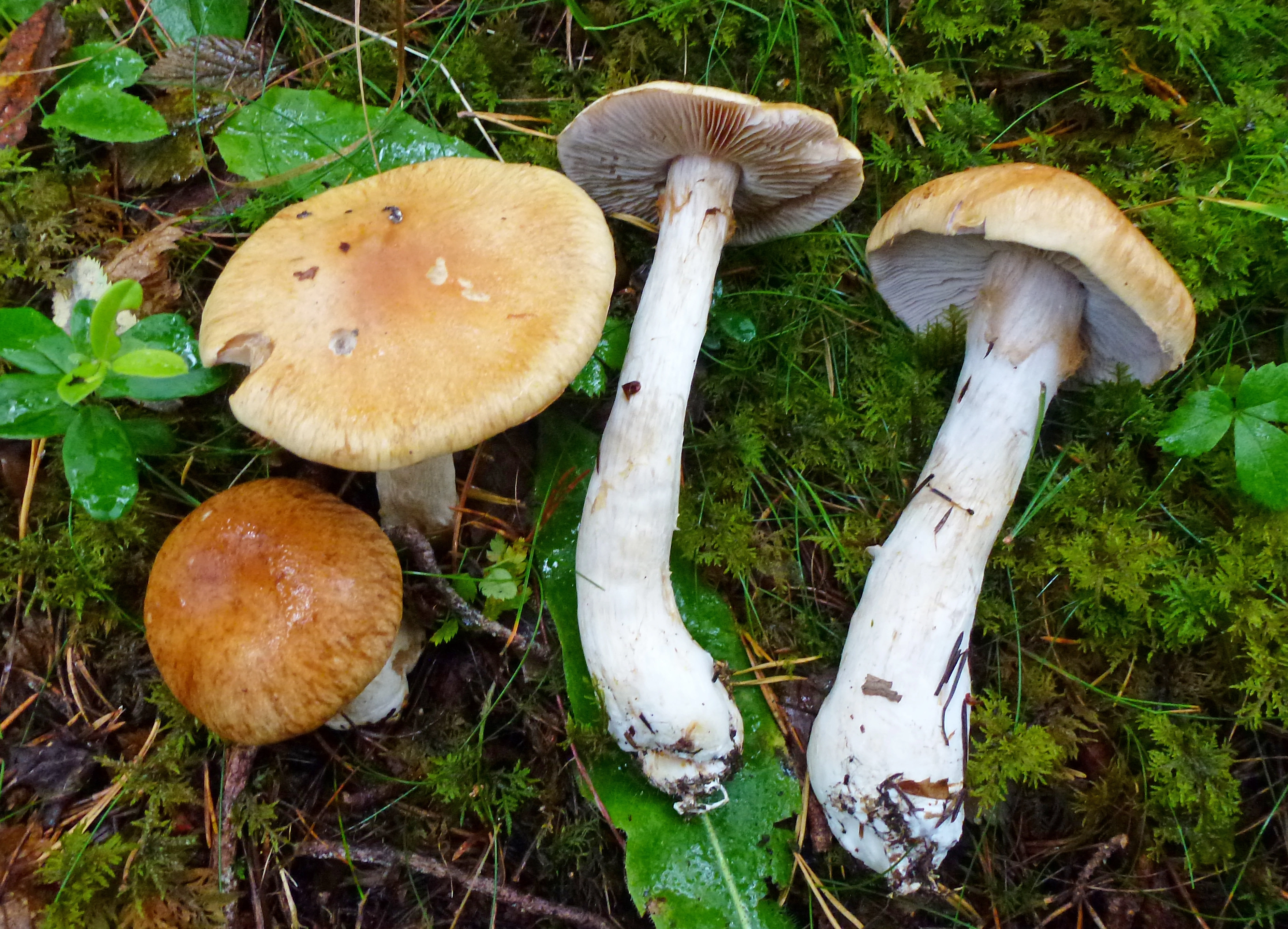 : Cortinarius pini.