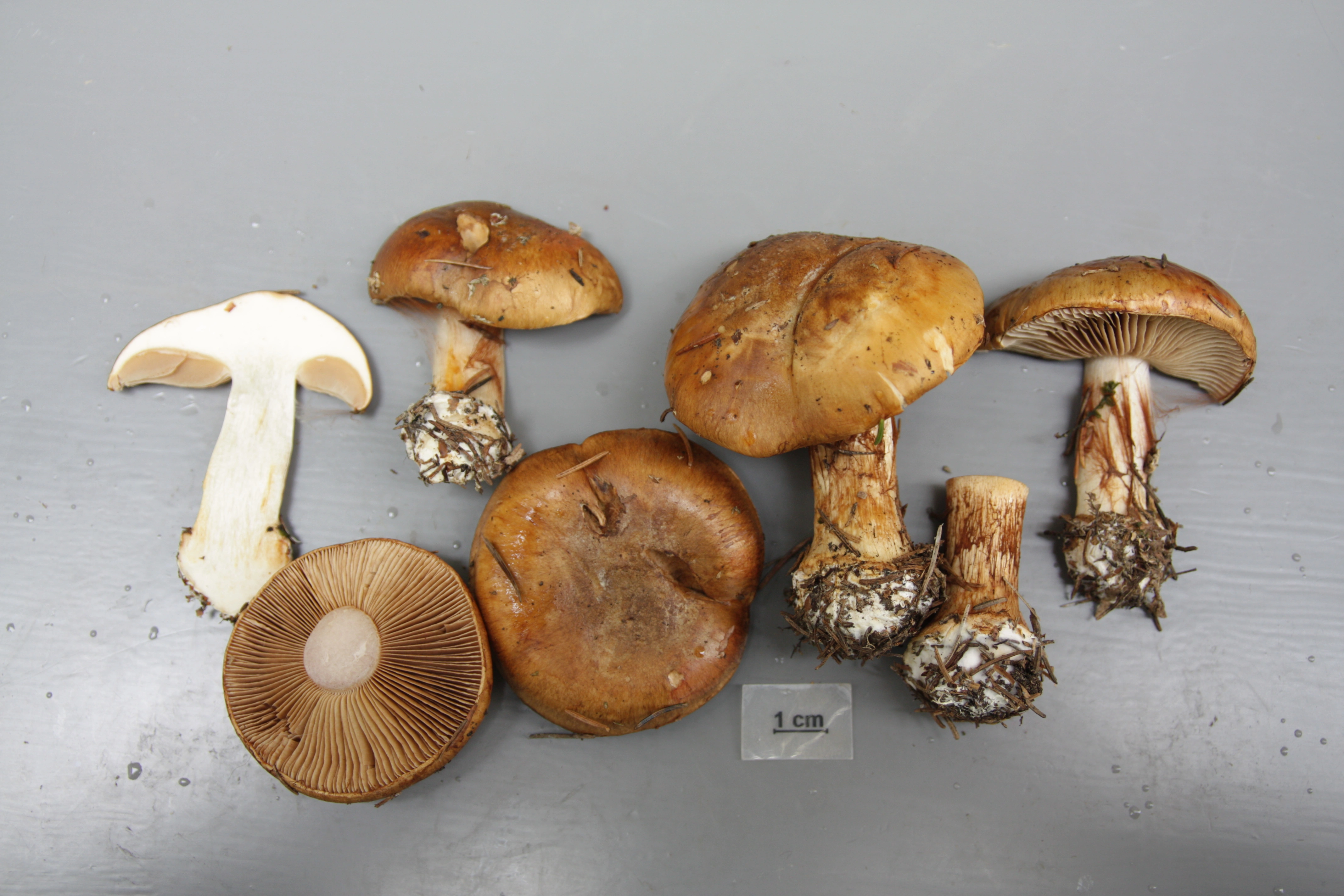 : Cortinarius pseudoglaucopus.