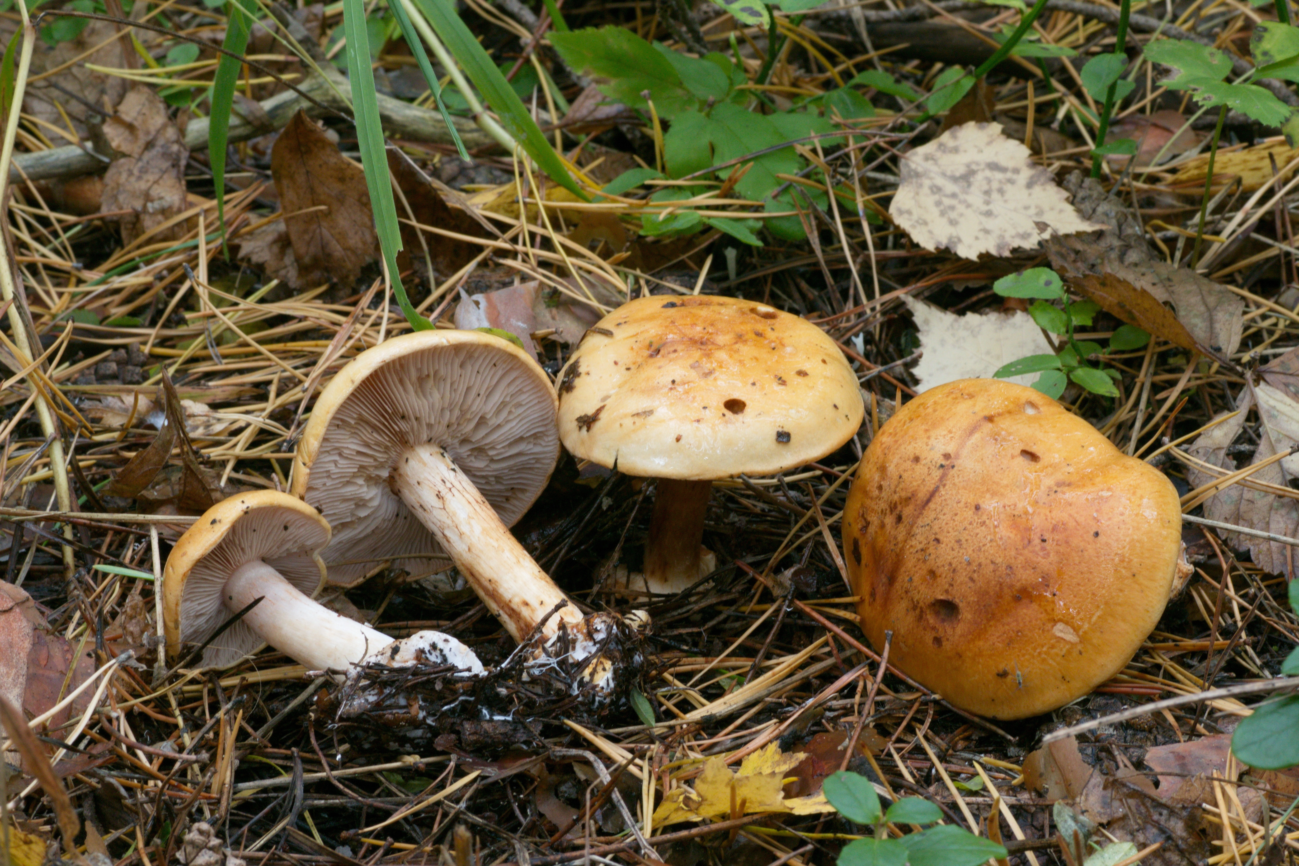 : Cortinarius piceae.