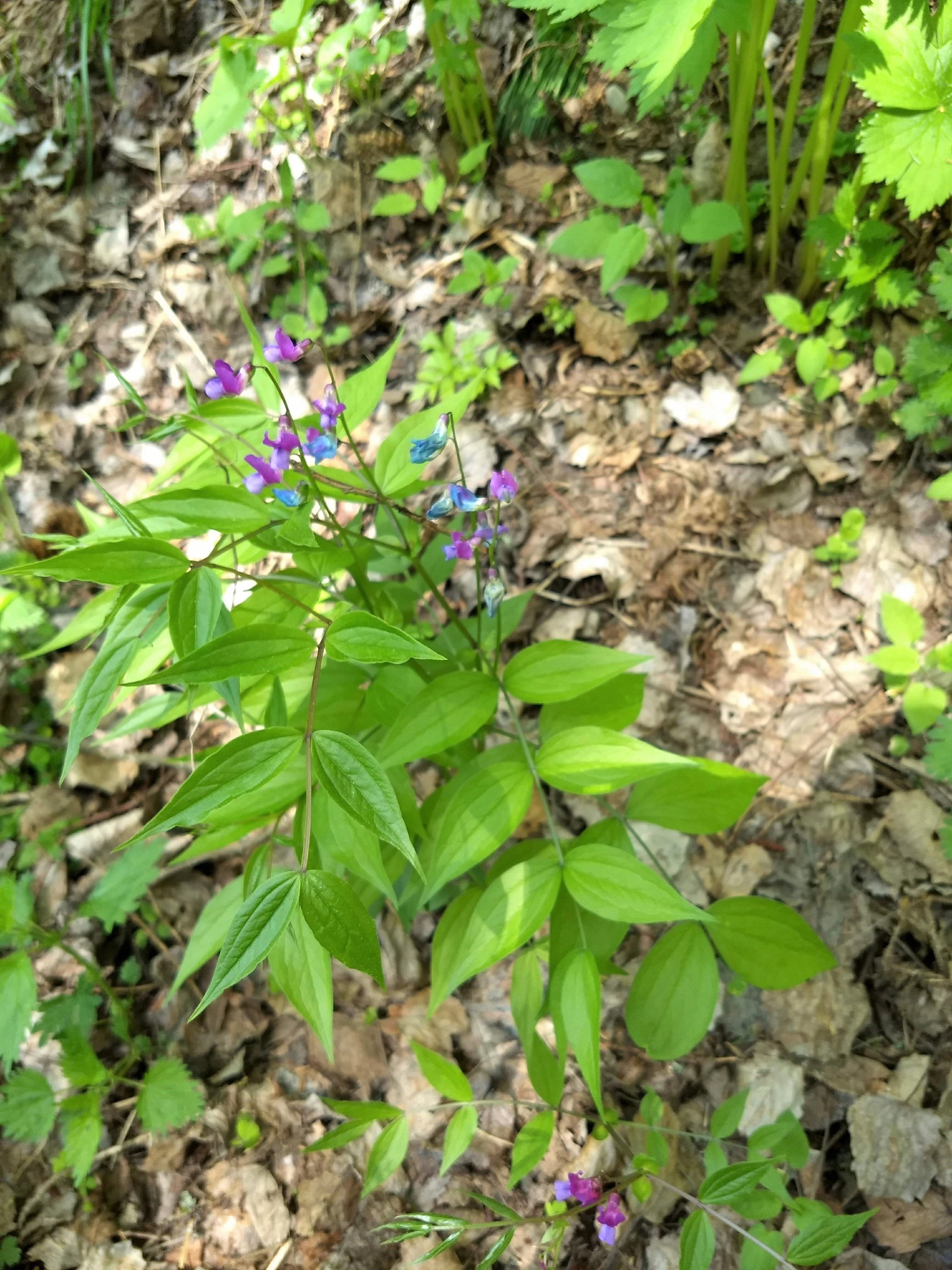 : Lathyrus vernus.