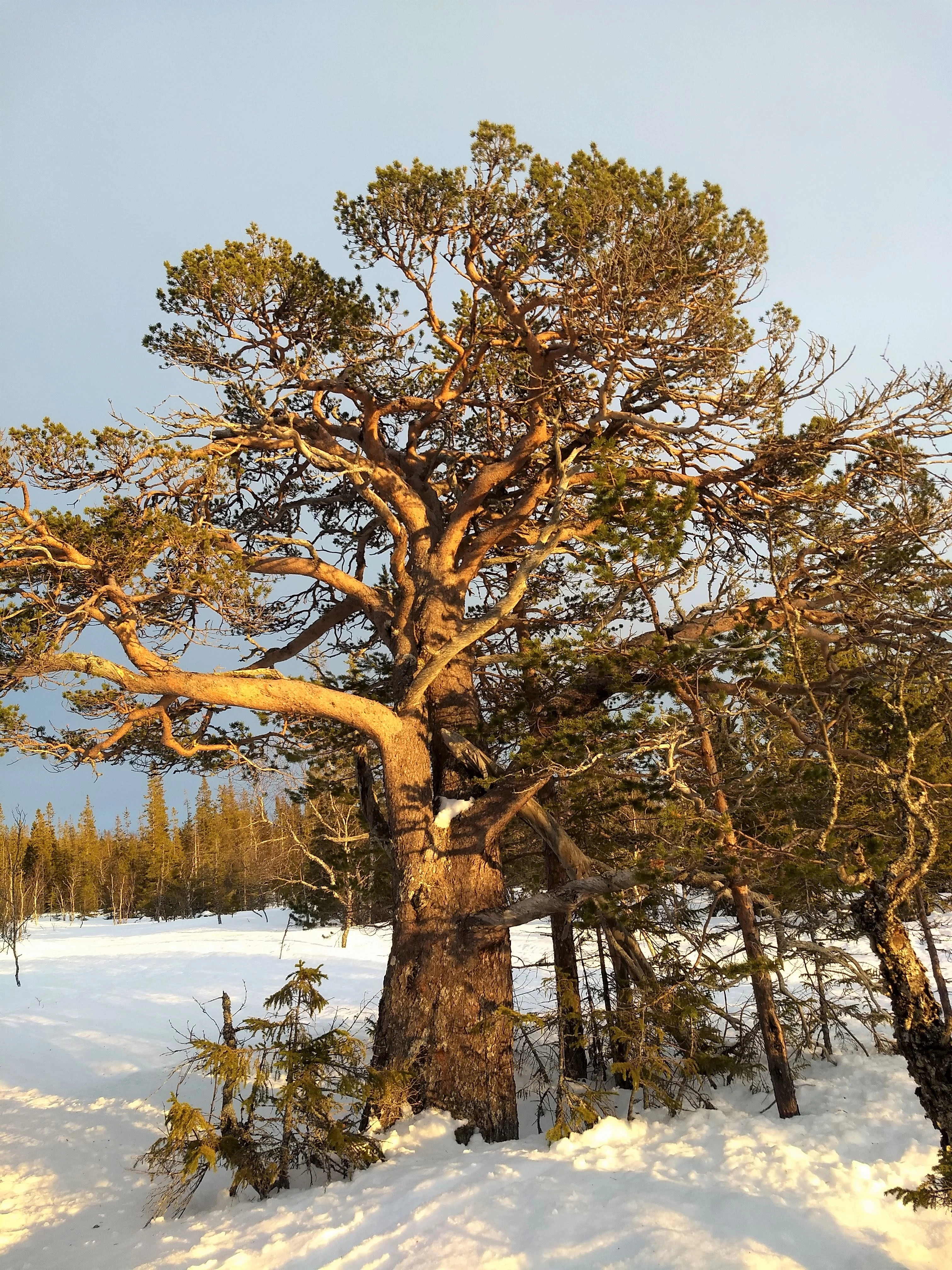 : Pinus sylvestris.