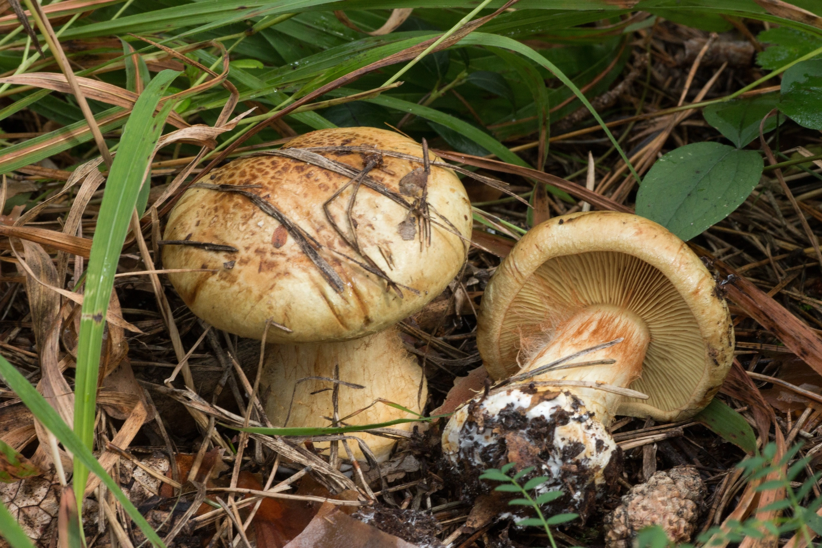 : Cortinarius sulfurinus.