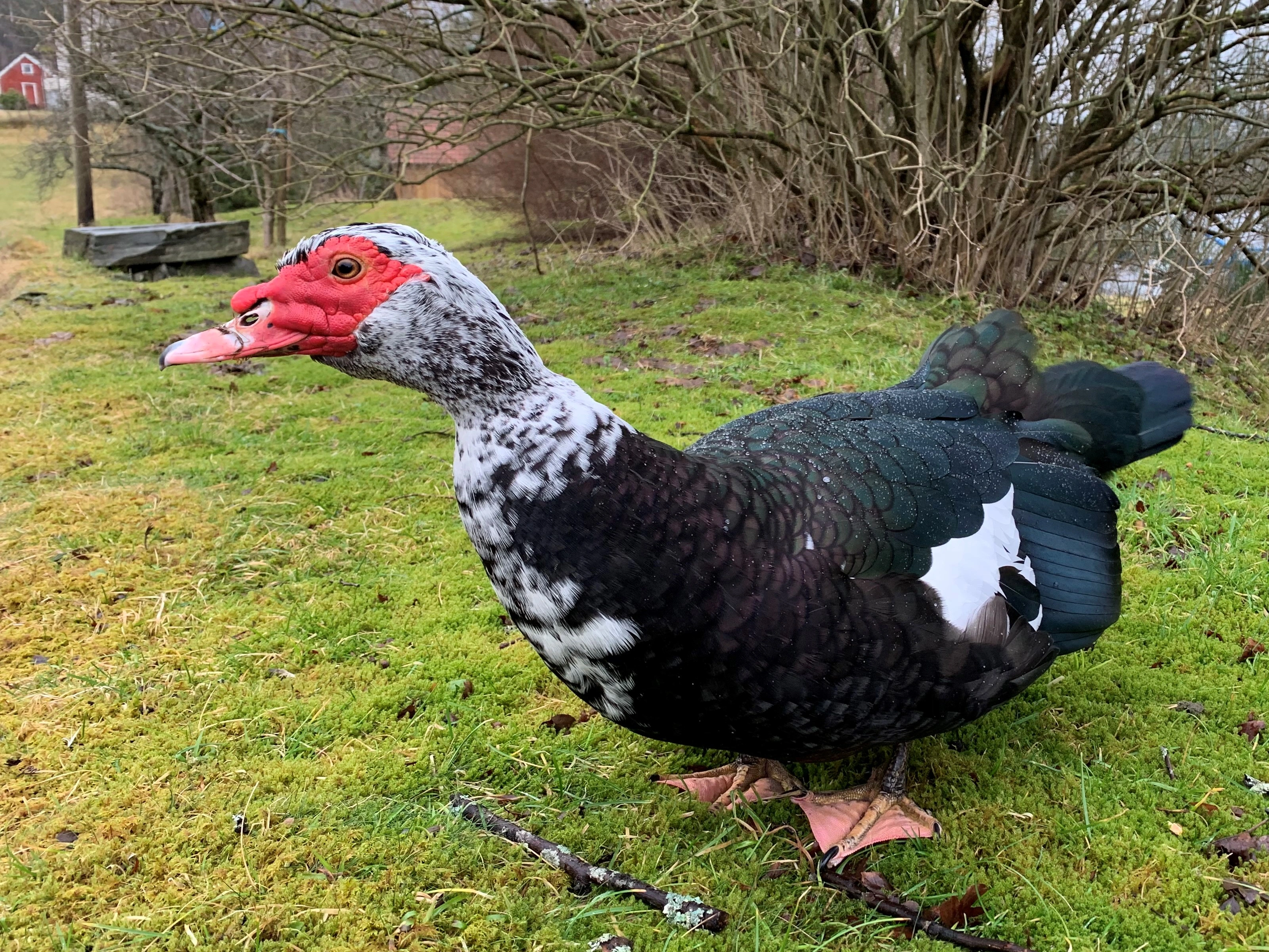 : Cairina moschata domestica.