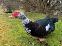 : Cairina moschata domestica.