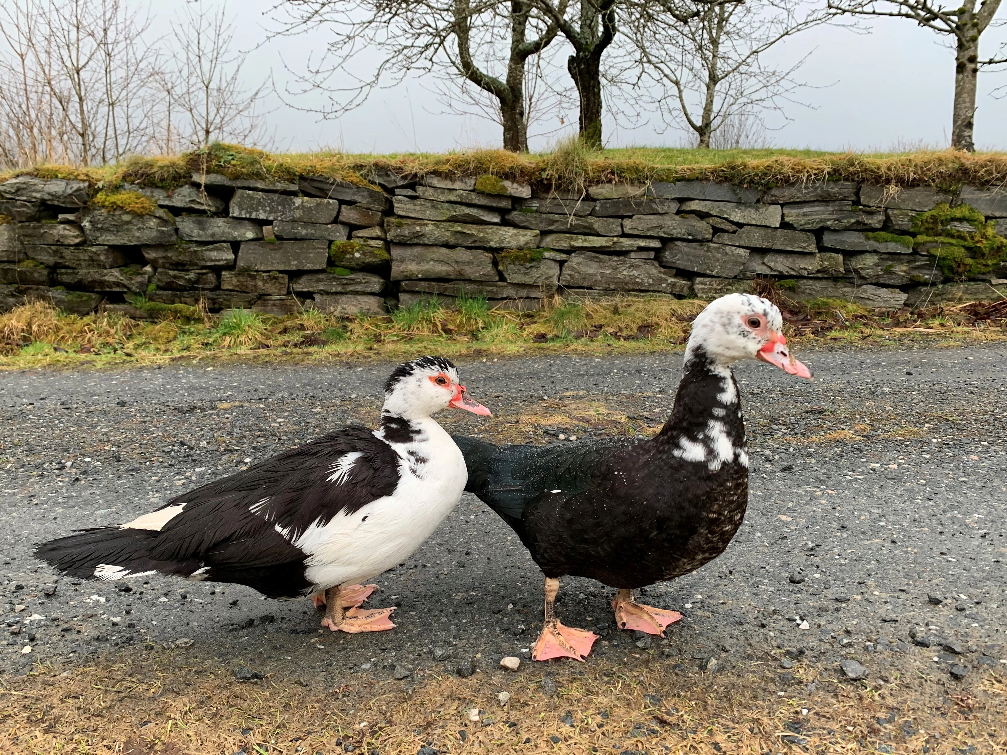 : Cairina moschata domestica.