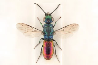 : Chrysis leptomandibularis.