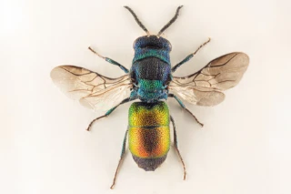 : Chrysis rutilans.