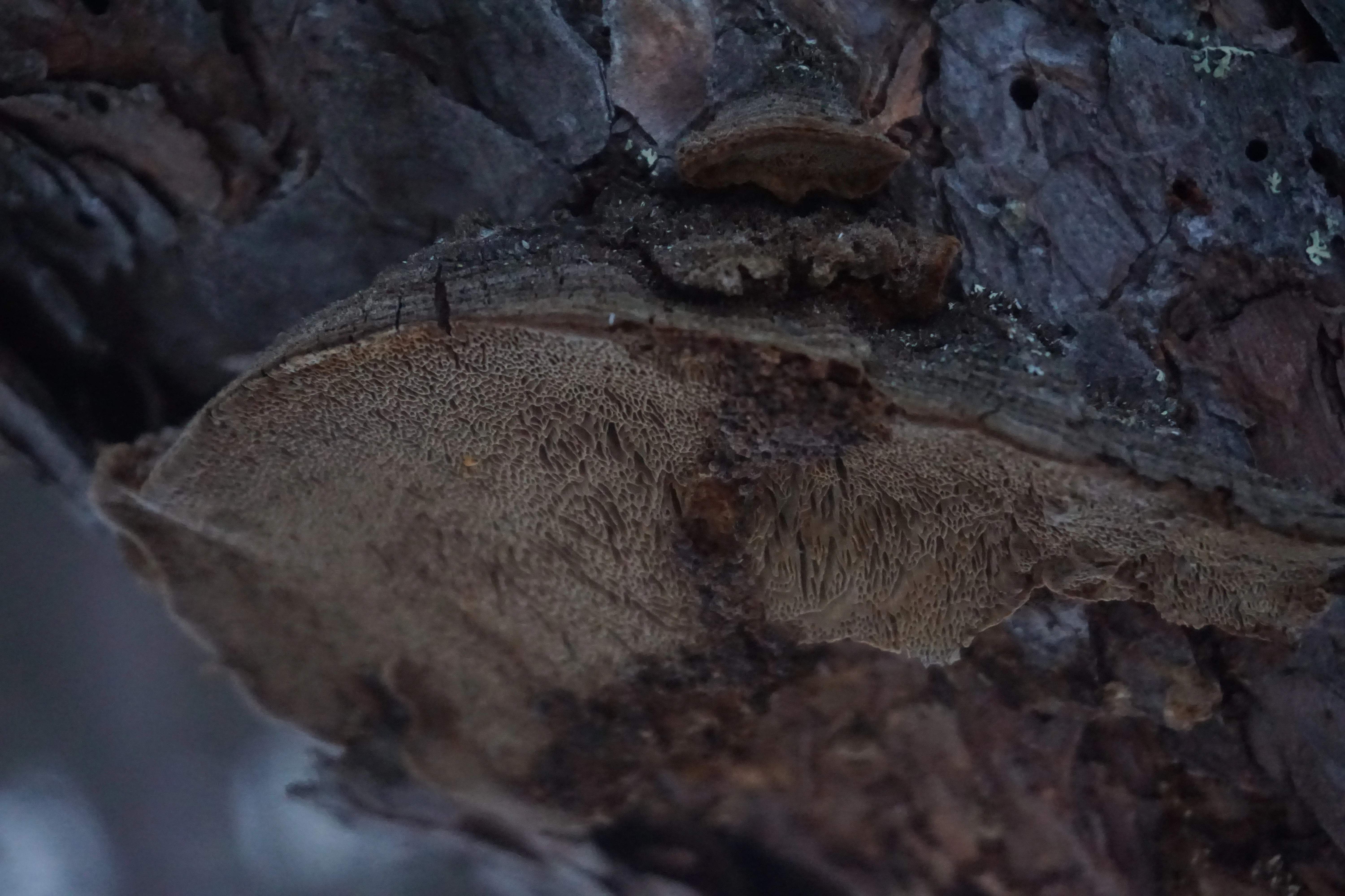 : Phellinus pini.