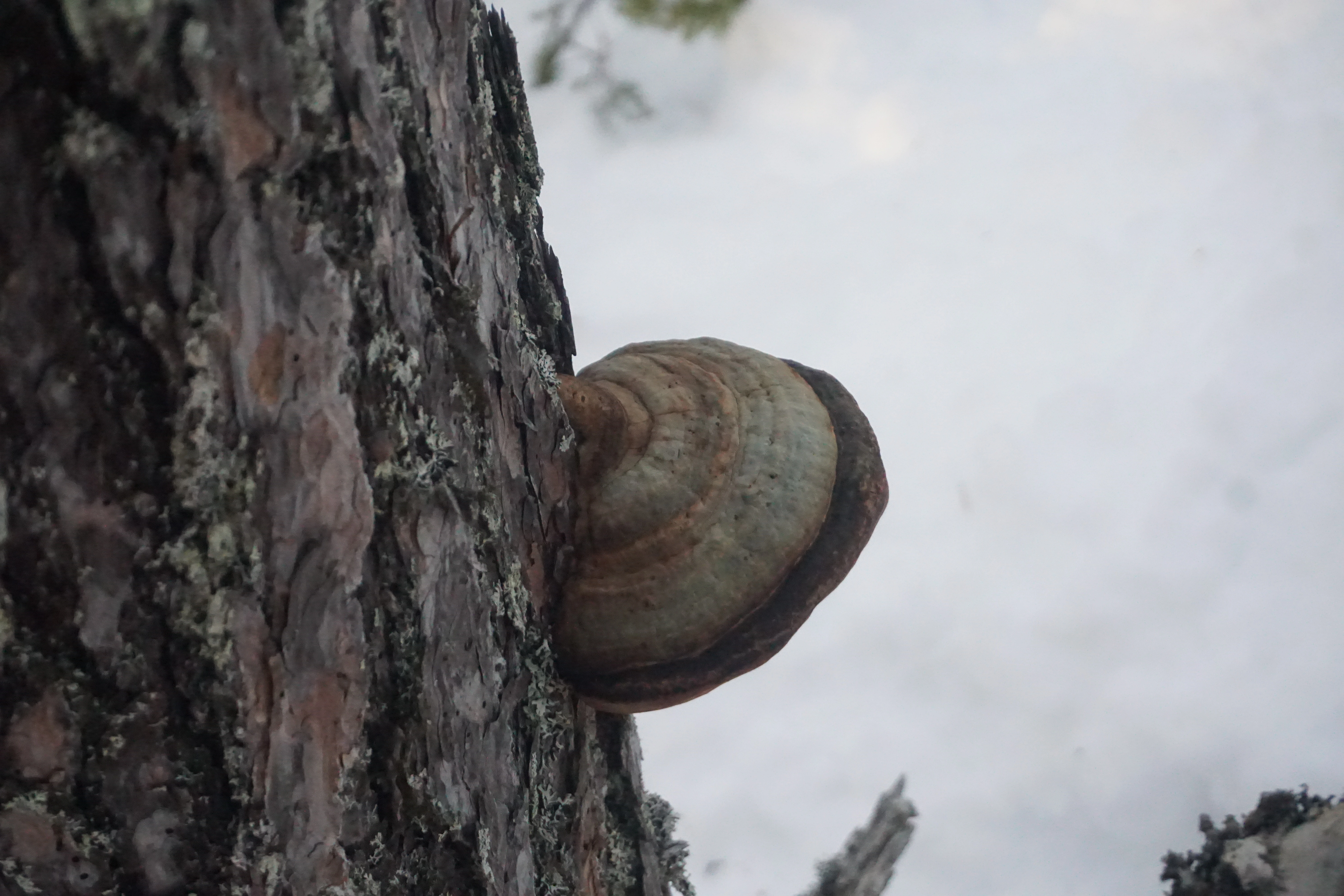 : Fomitopsis pinicola.