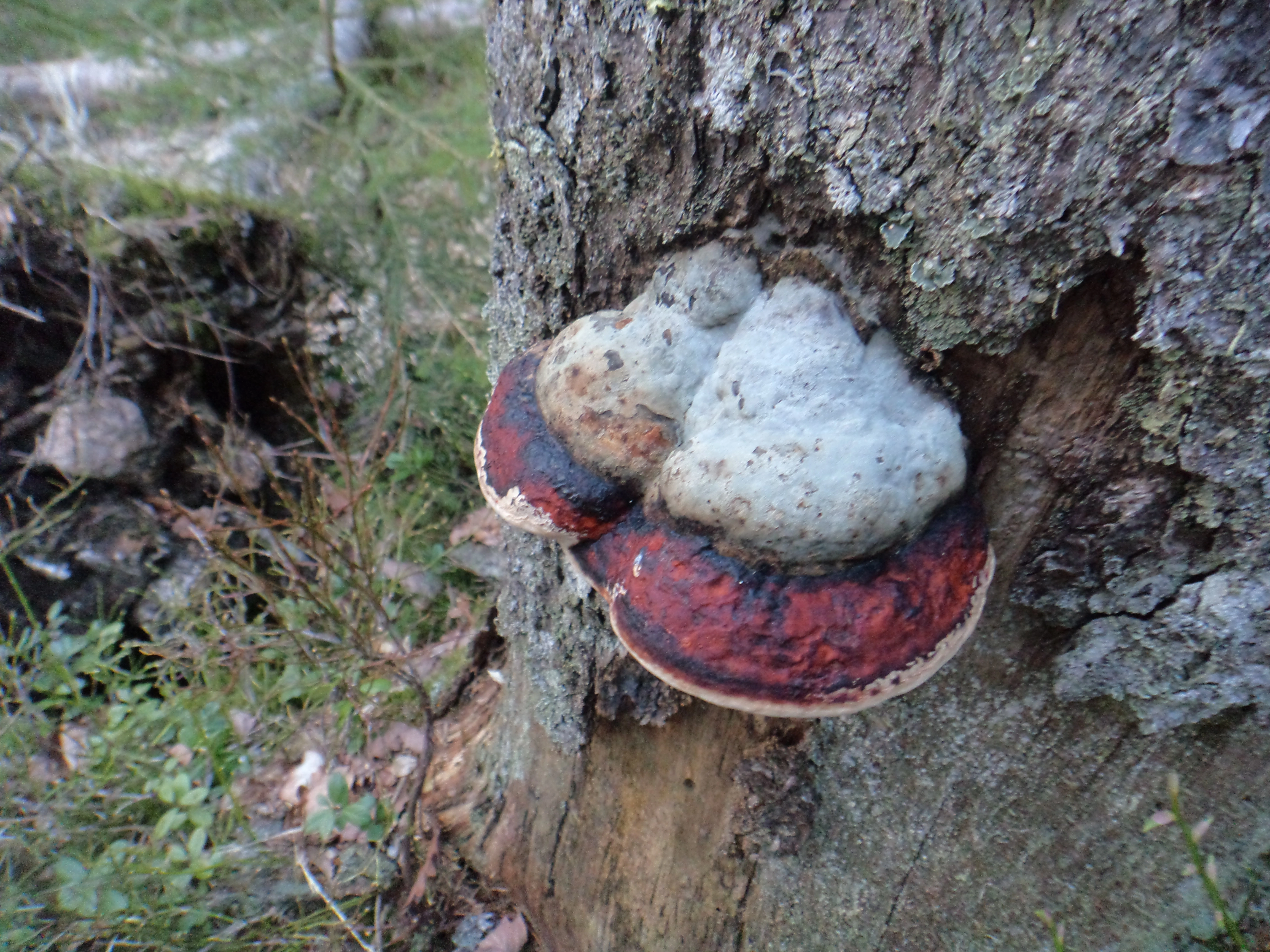 : Fomitopsis pinicola.