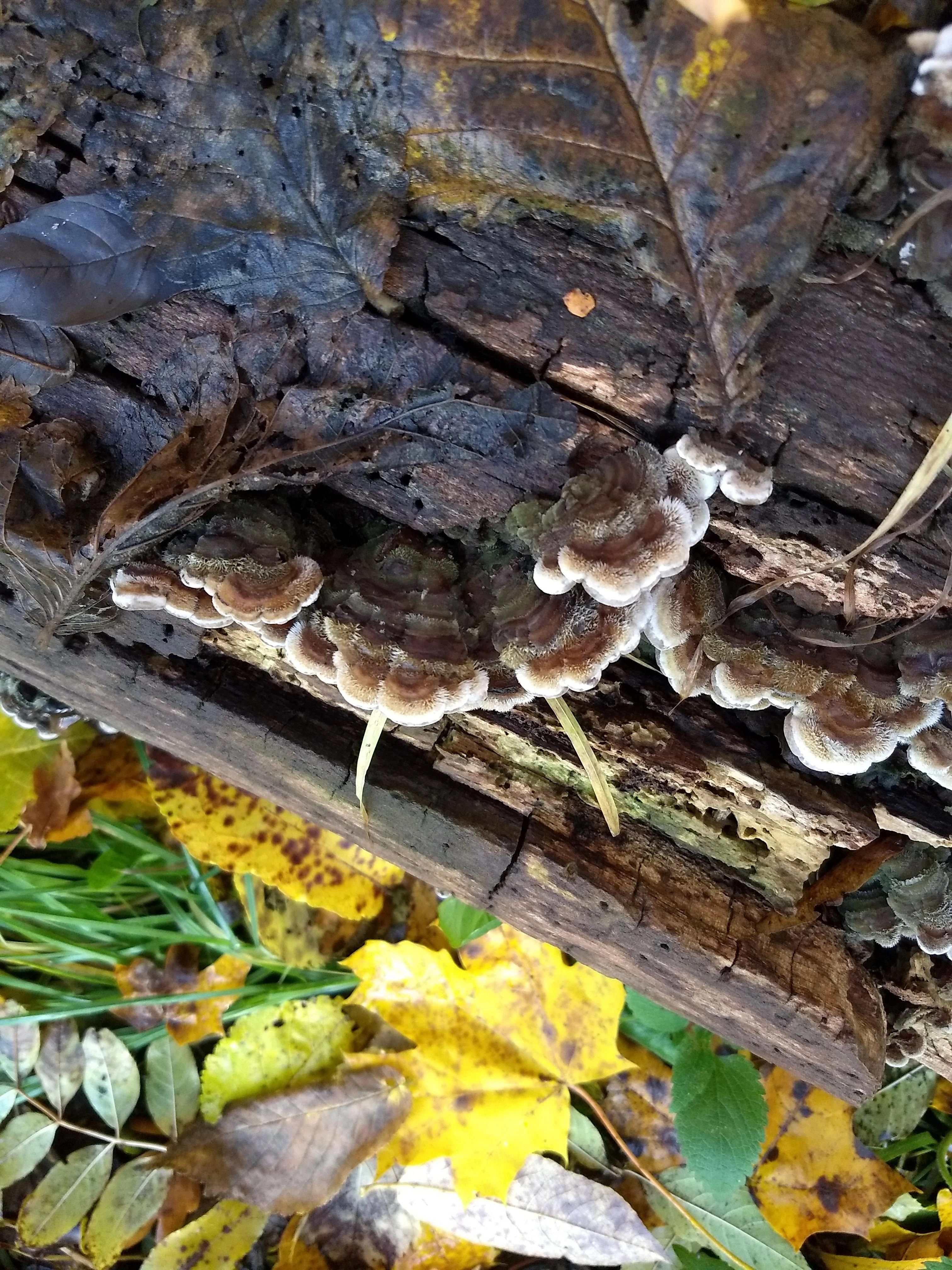 : Auricularia mesenterica.