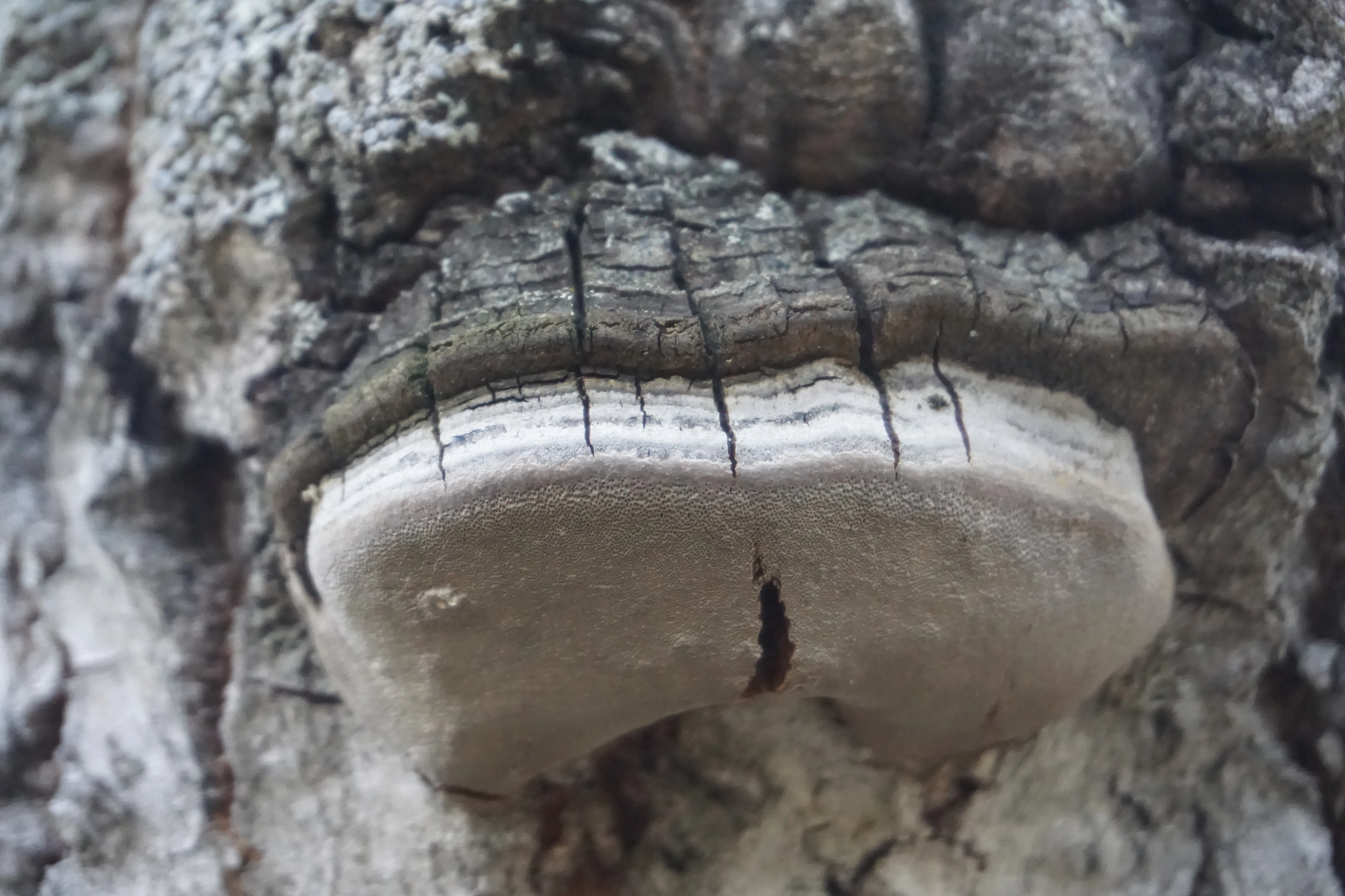 : Phellinus tremulae.