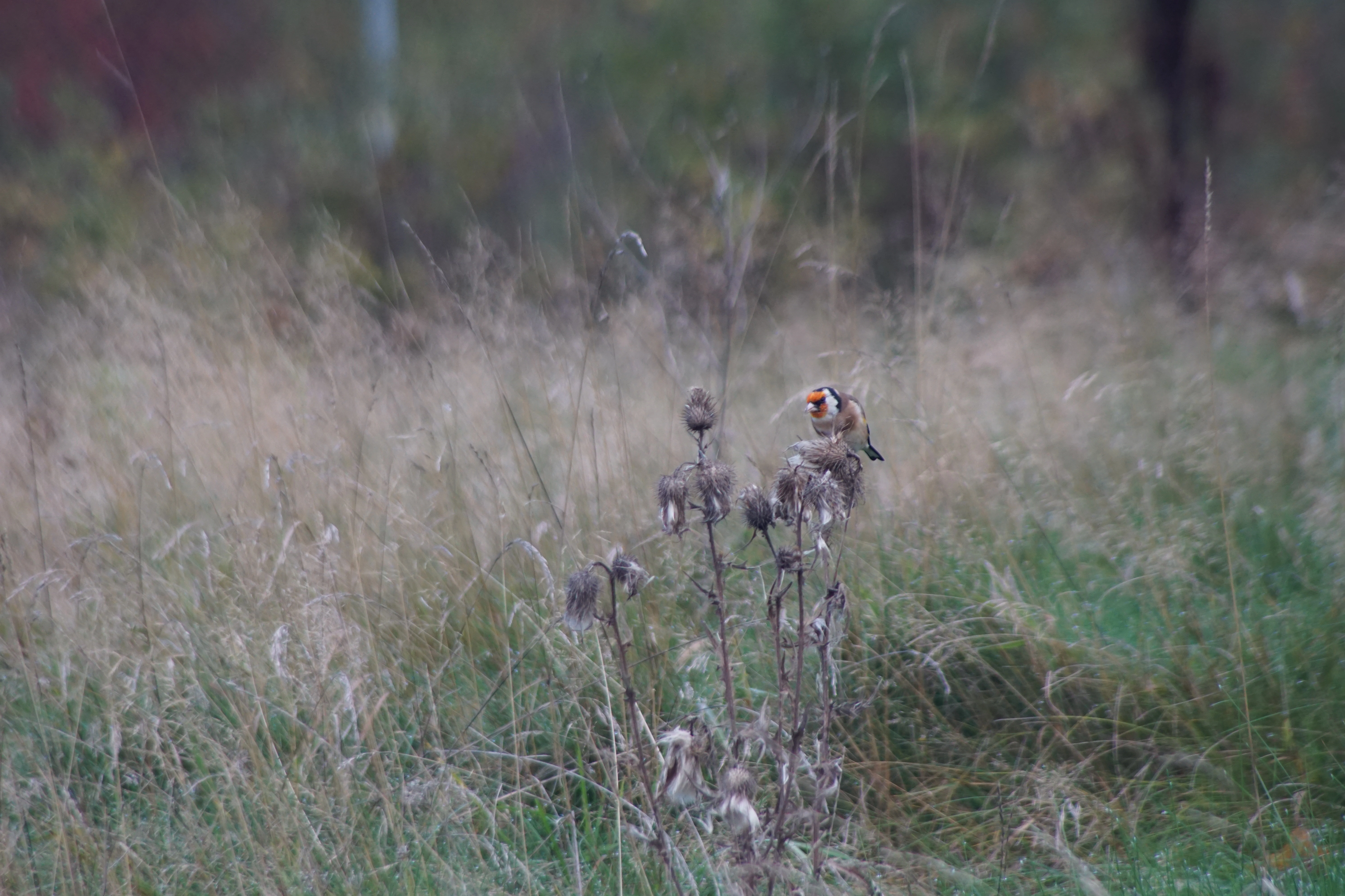 : Carduelis carduelis.