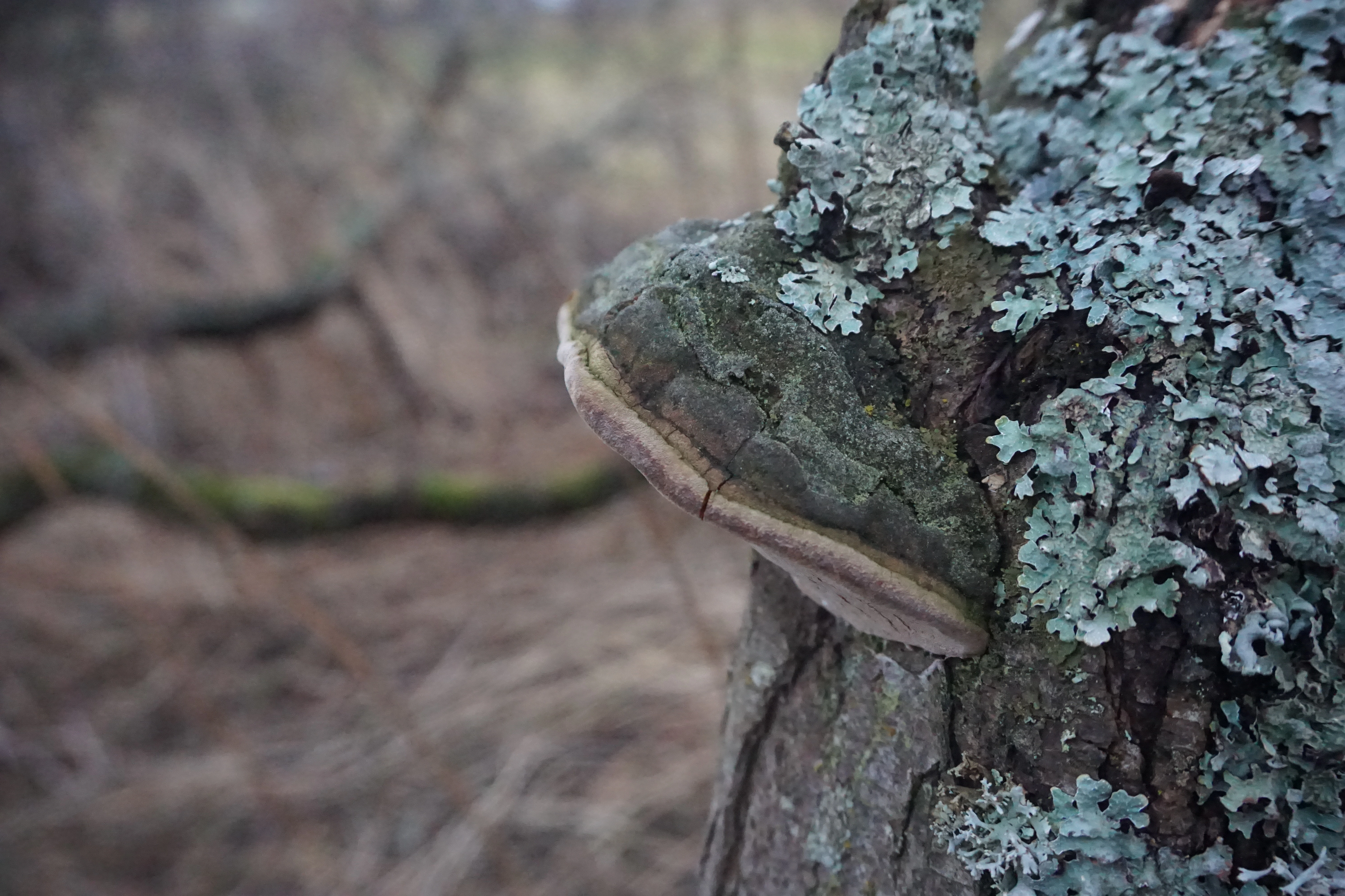 : Phellinus hippophaëicola.